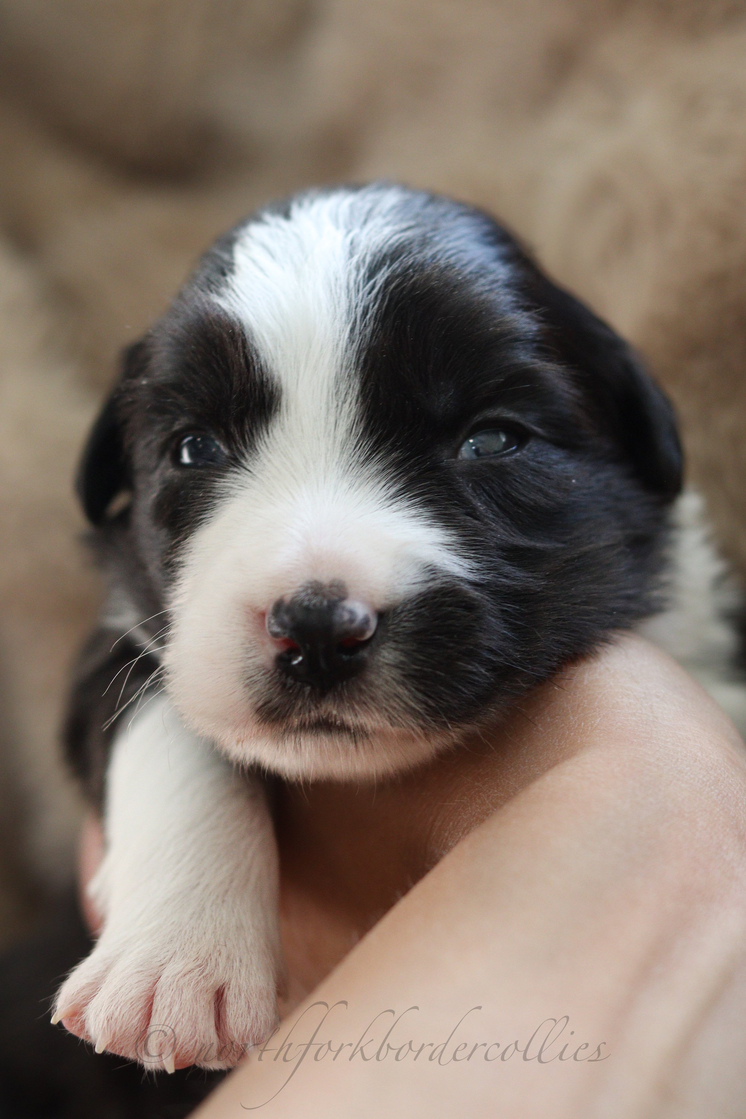 Sith - female - 2 weeks old