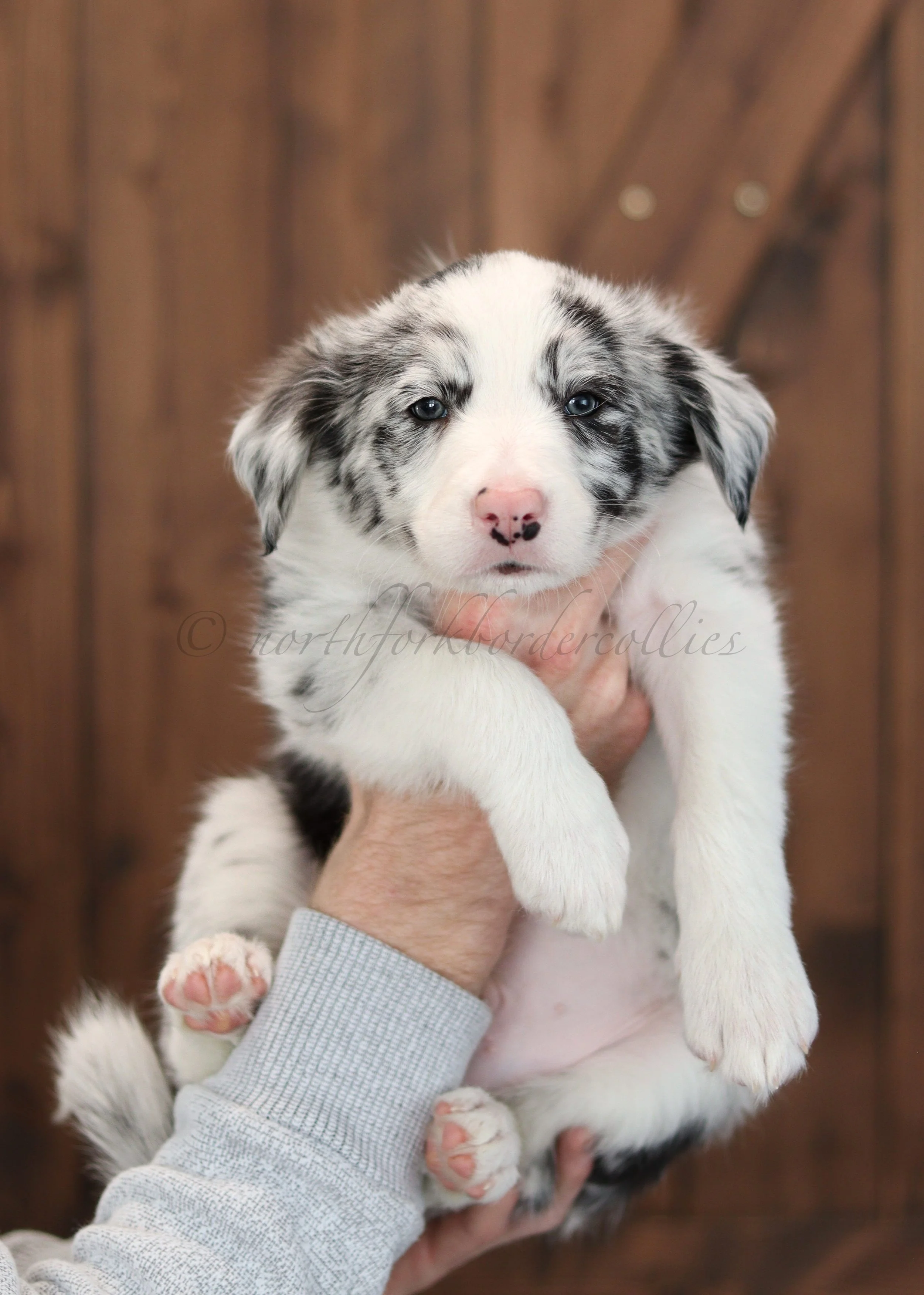 Thresh - blue merle male - 7 weeks old