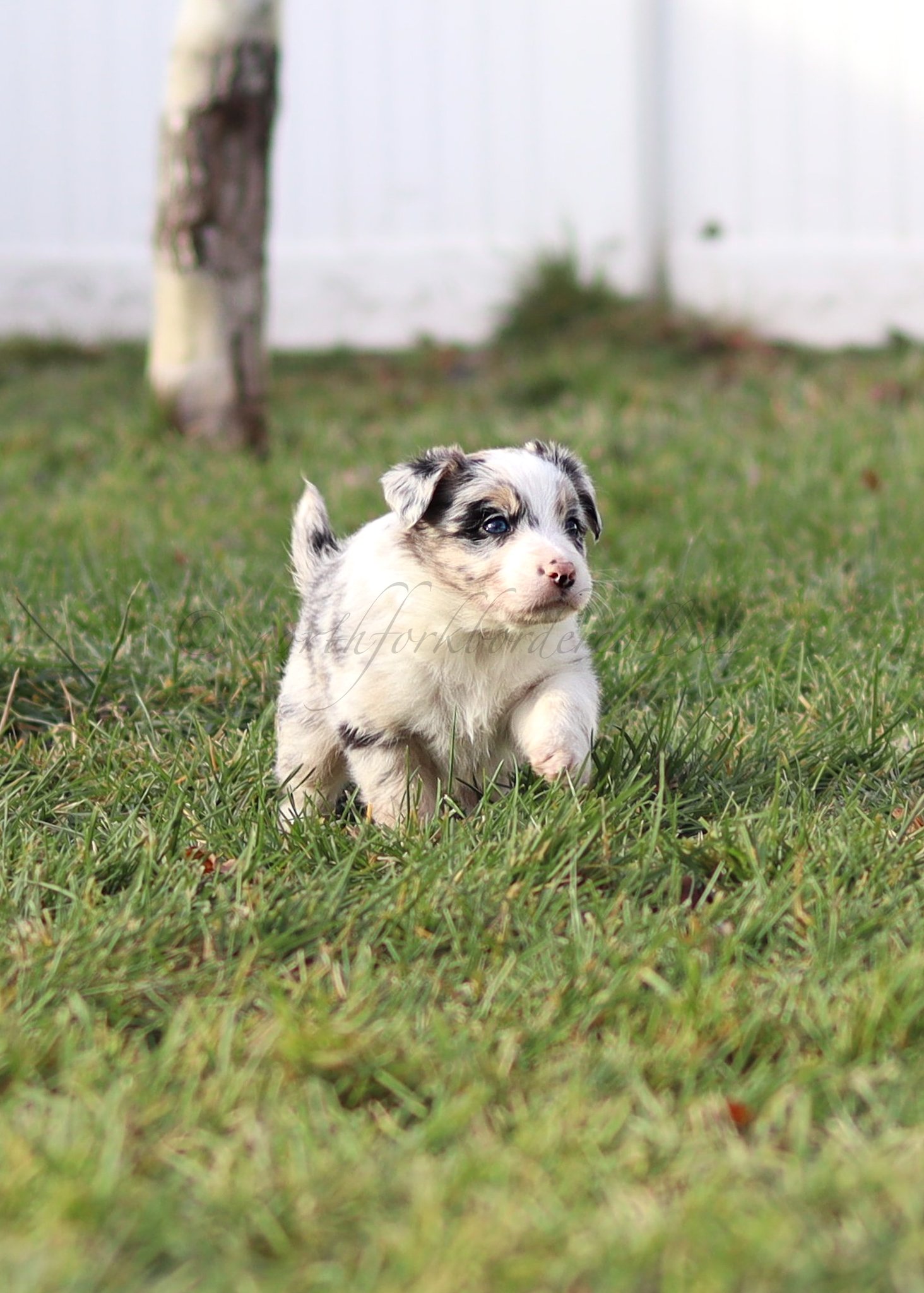 Ornn - blue merle tri male - 5 weeks old