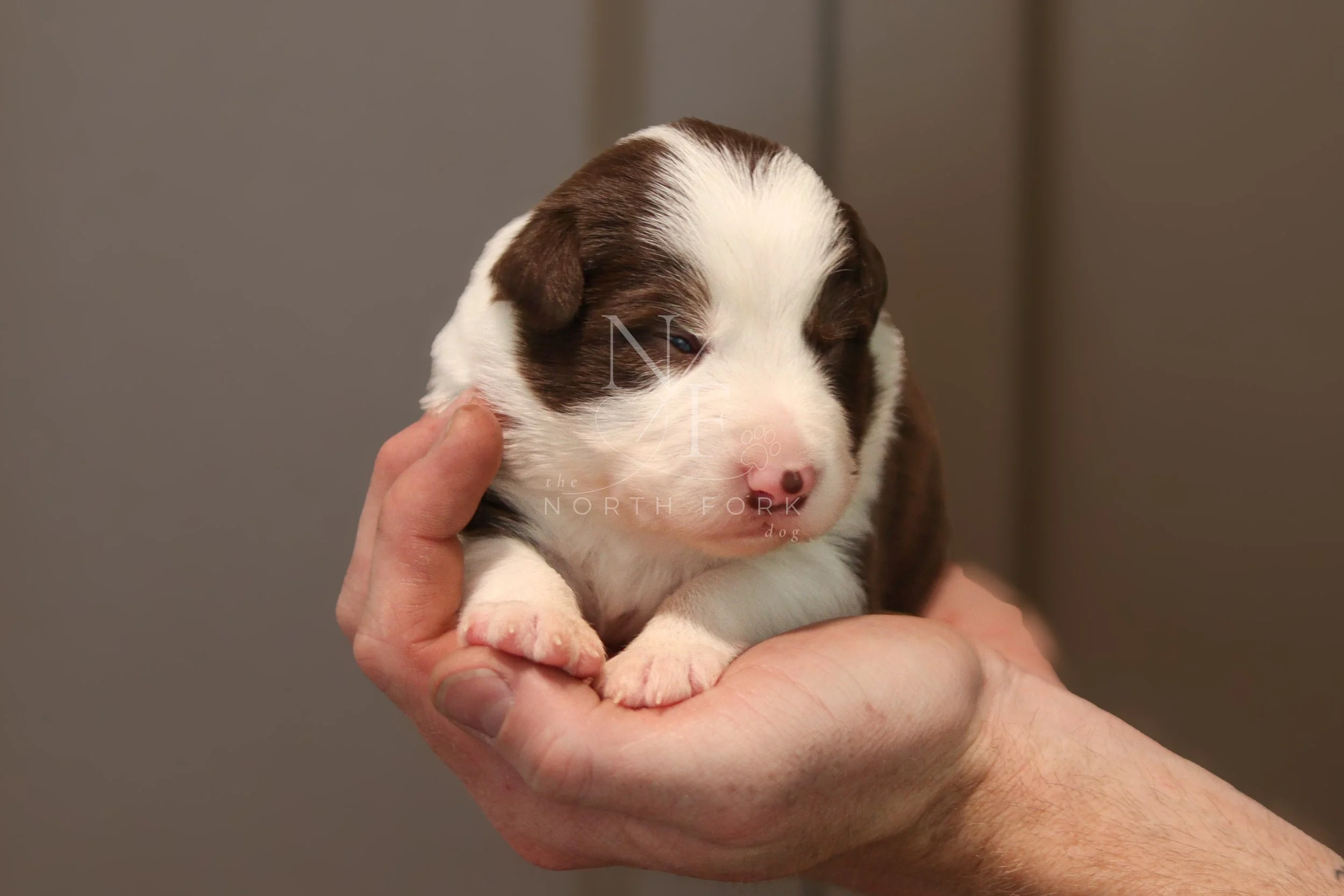 Two weeks old