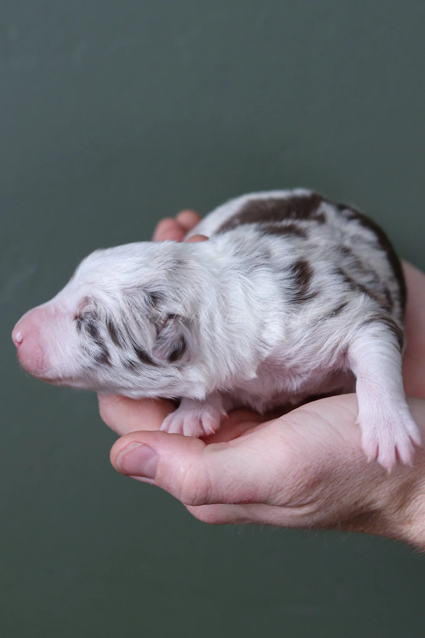 Poppy - red merle female - 1 week old