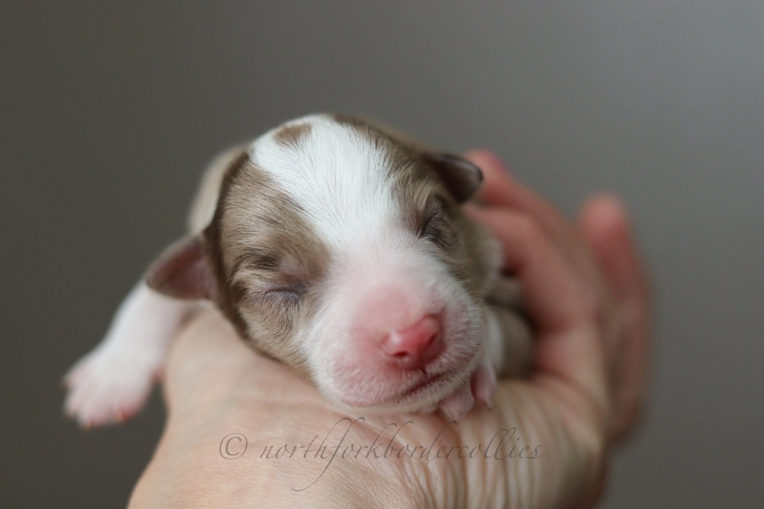 Falcon - male - 1 day old