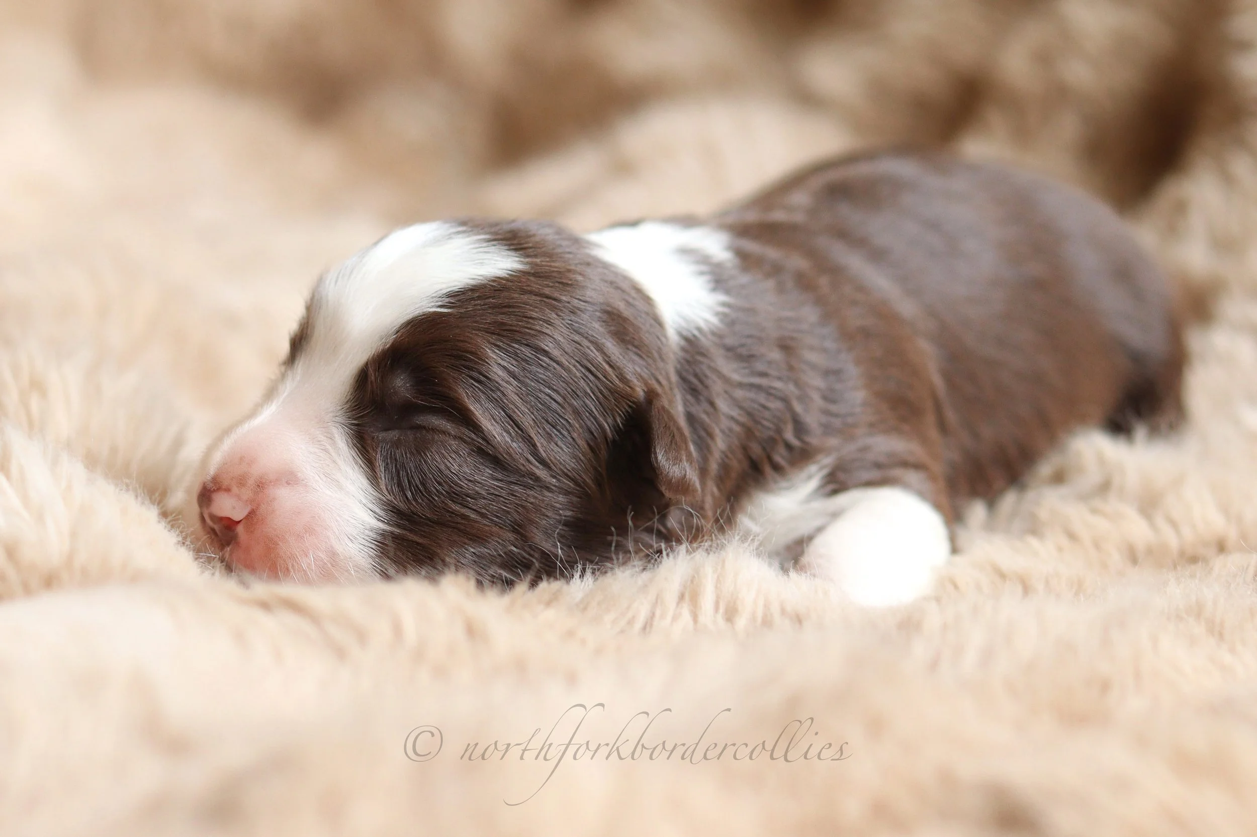 Jedi - female - 1 week old