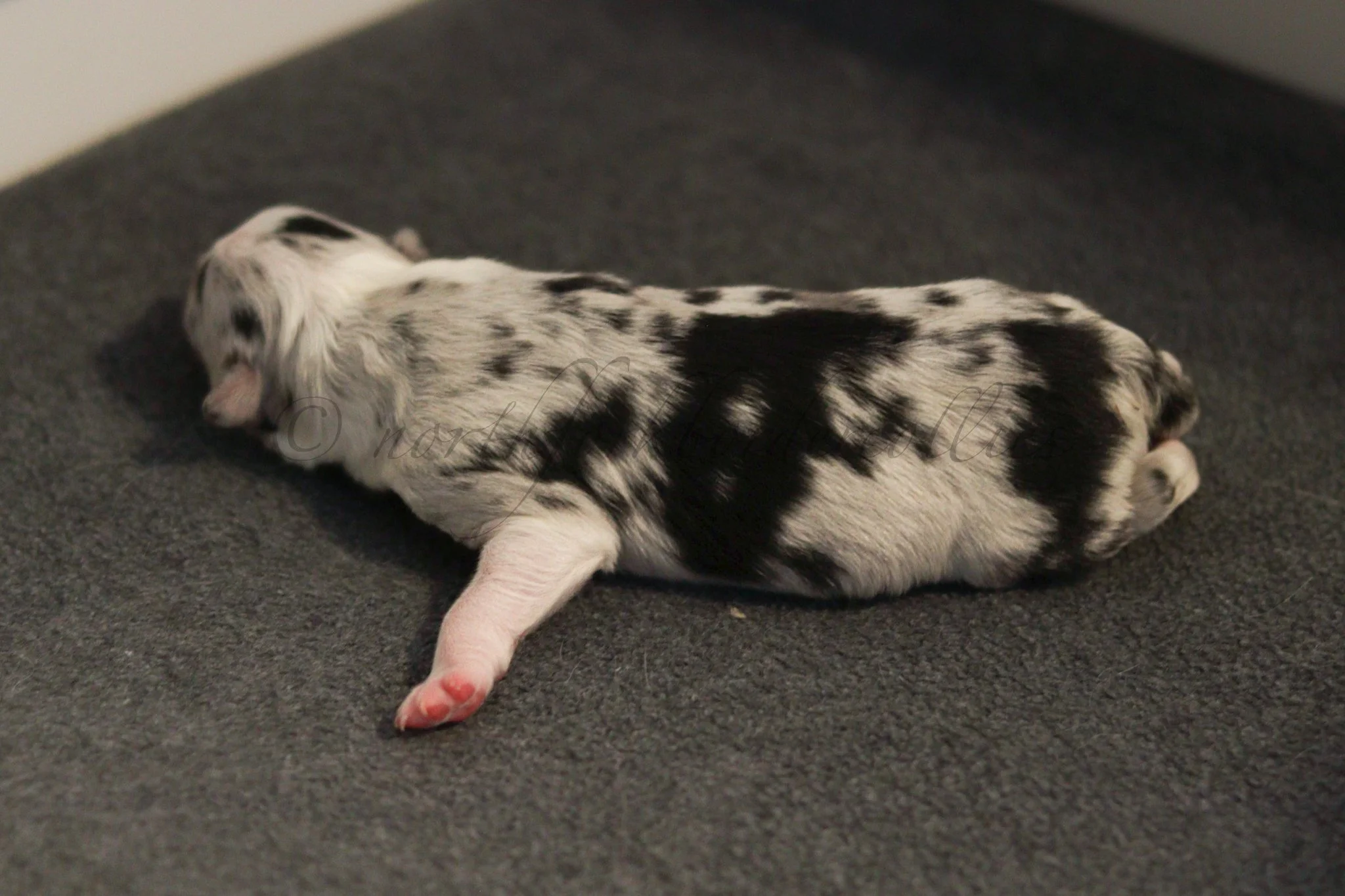 Thresh - blue merle male - 1 day old
