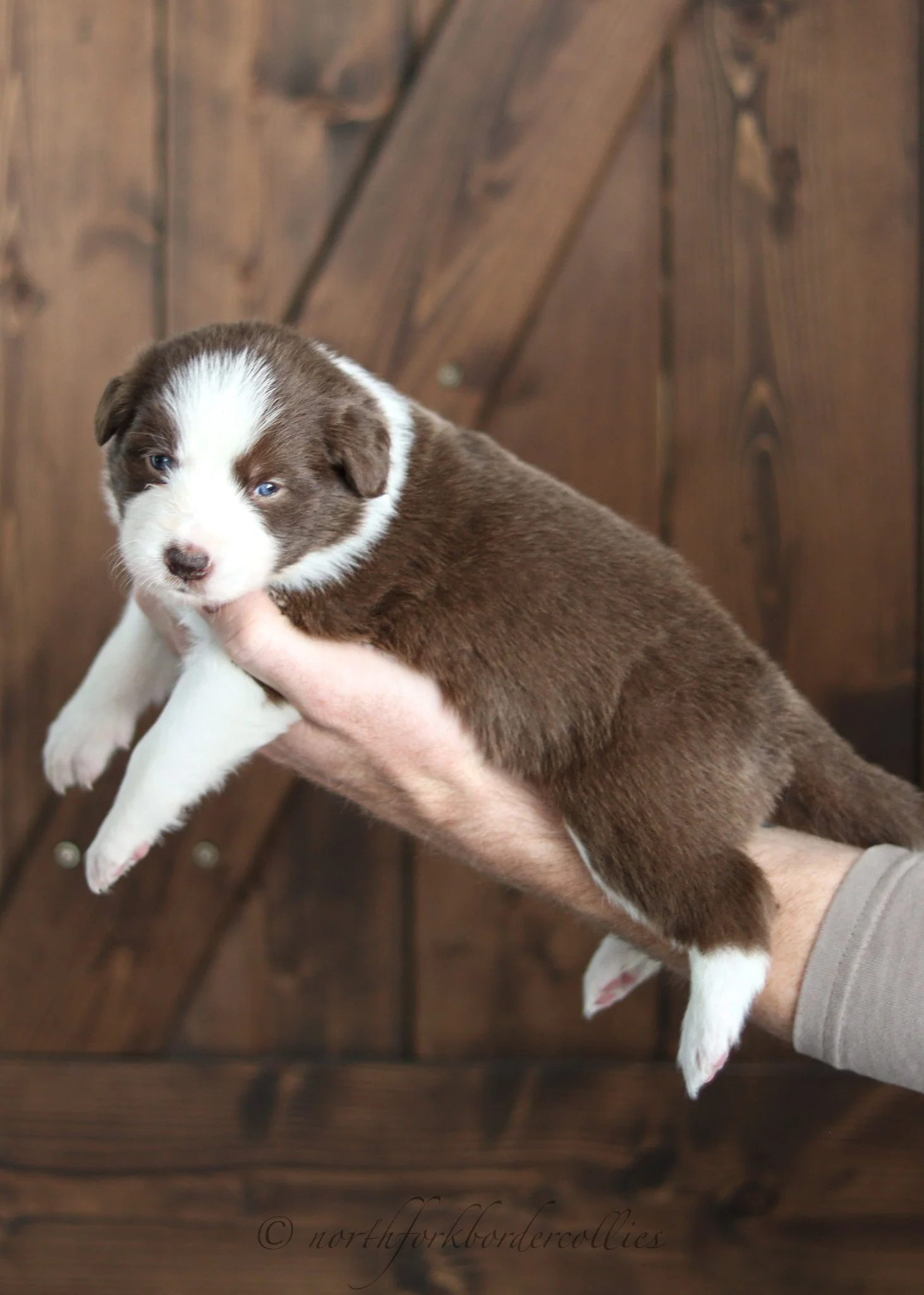 3 weeks old