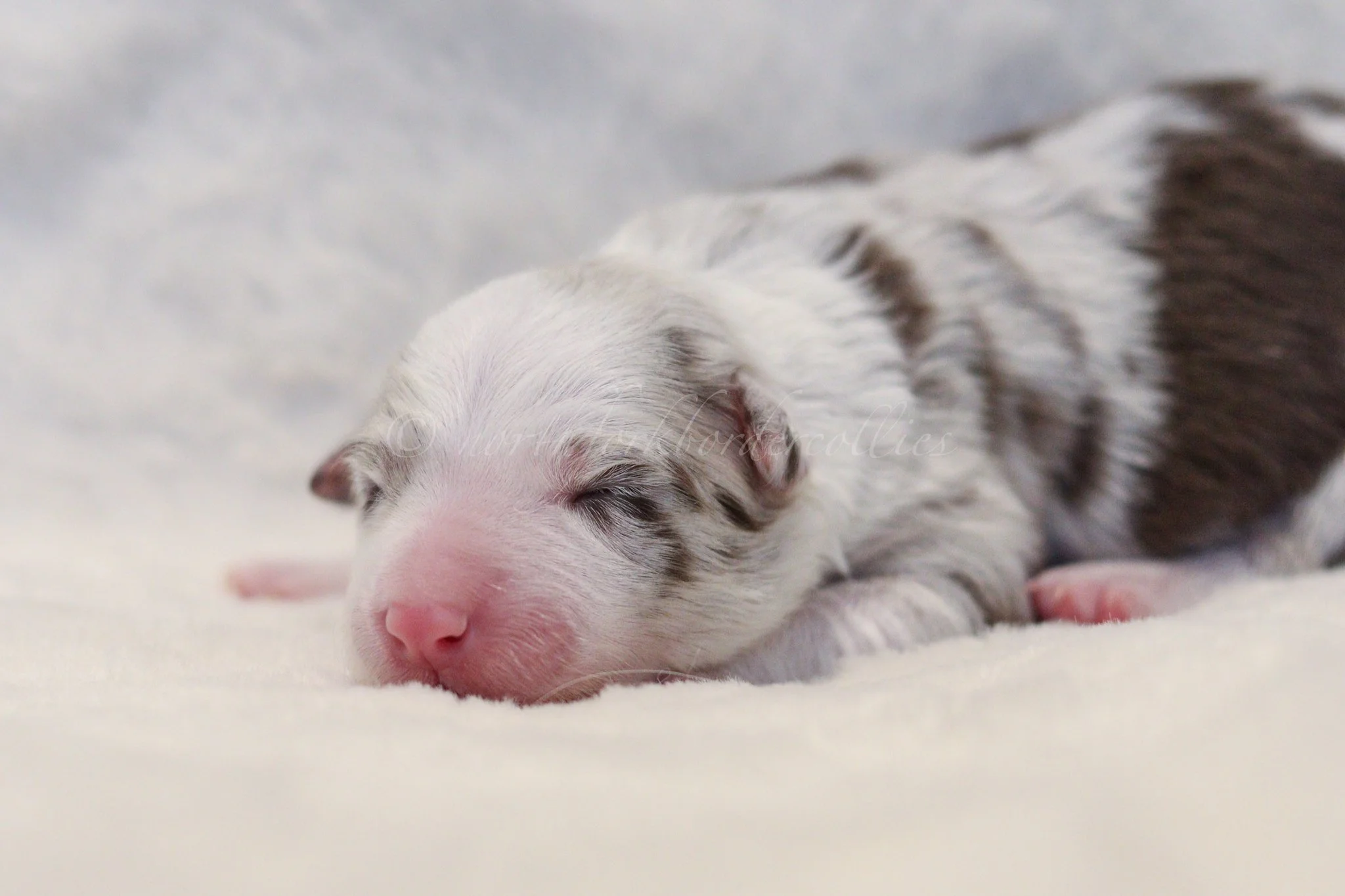 Poppy - red merle female - 3 days old