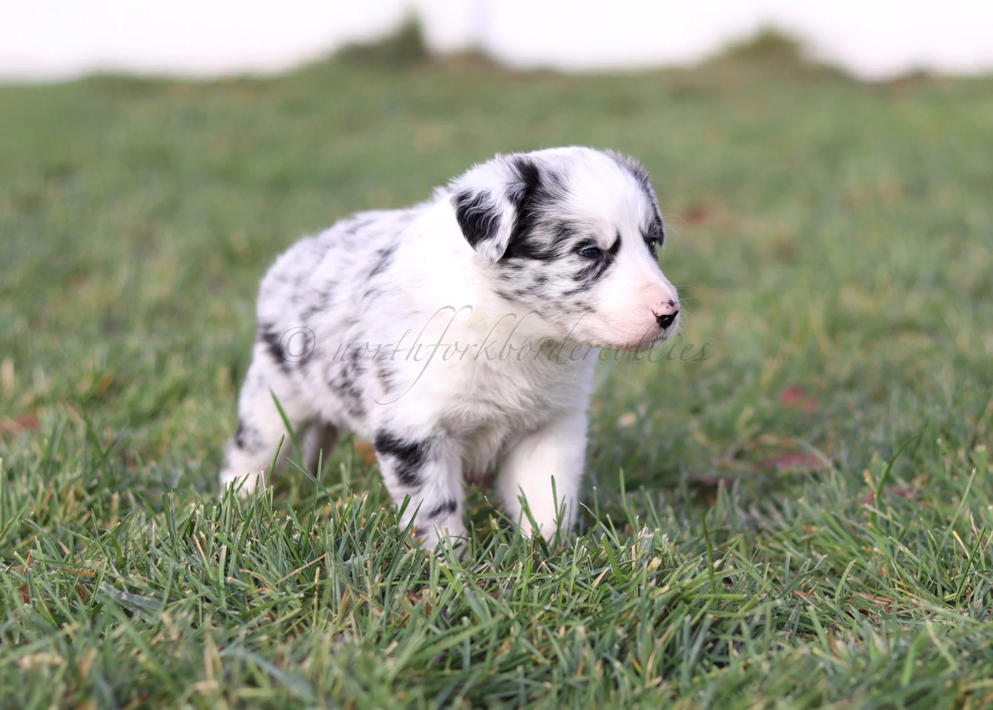 Ryze - blue merle male - 5 weeks old
