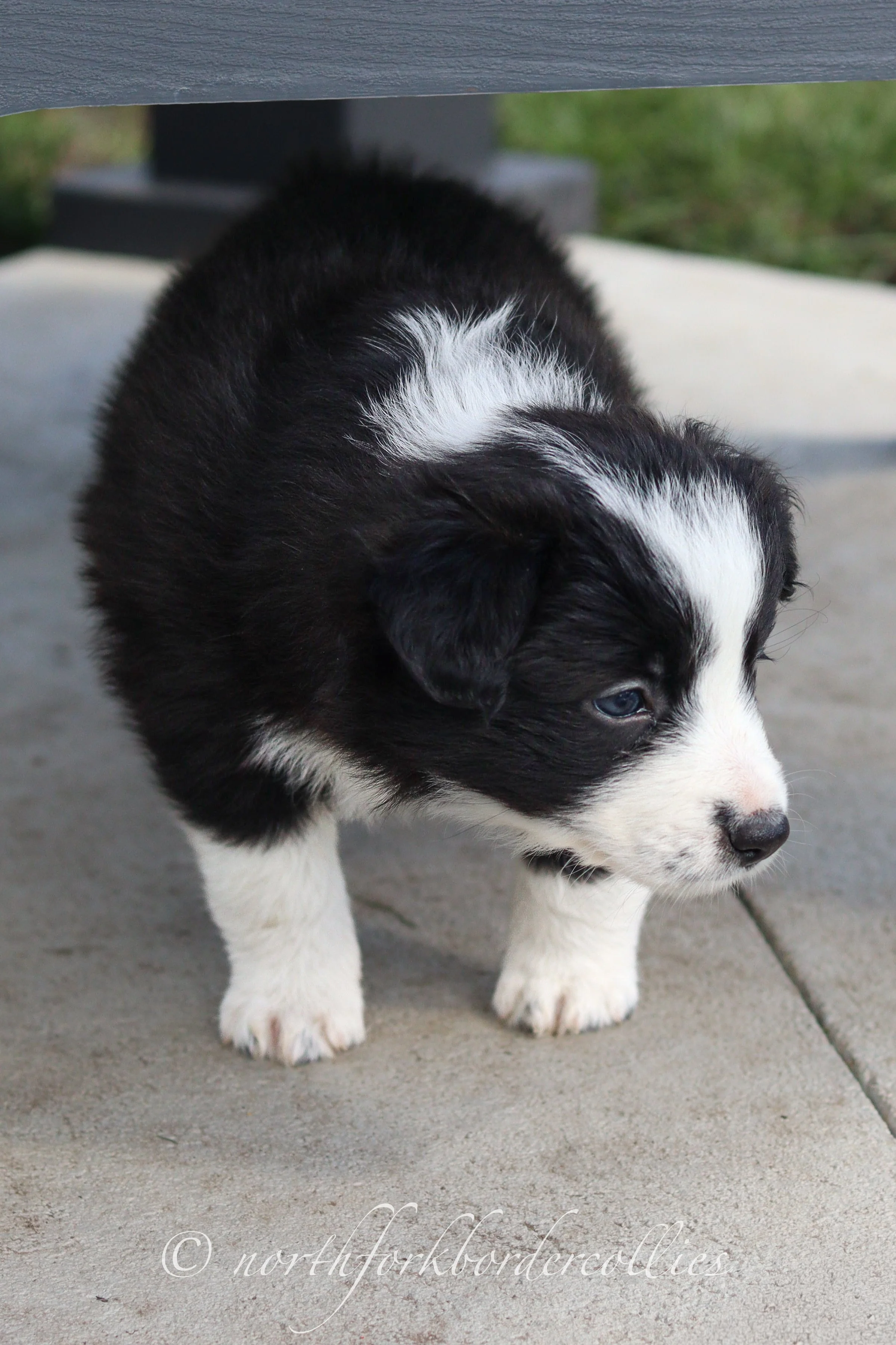 Force - female - 5 weeks old