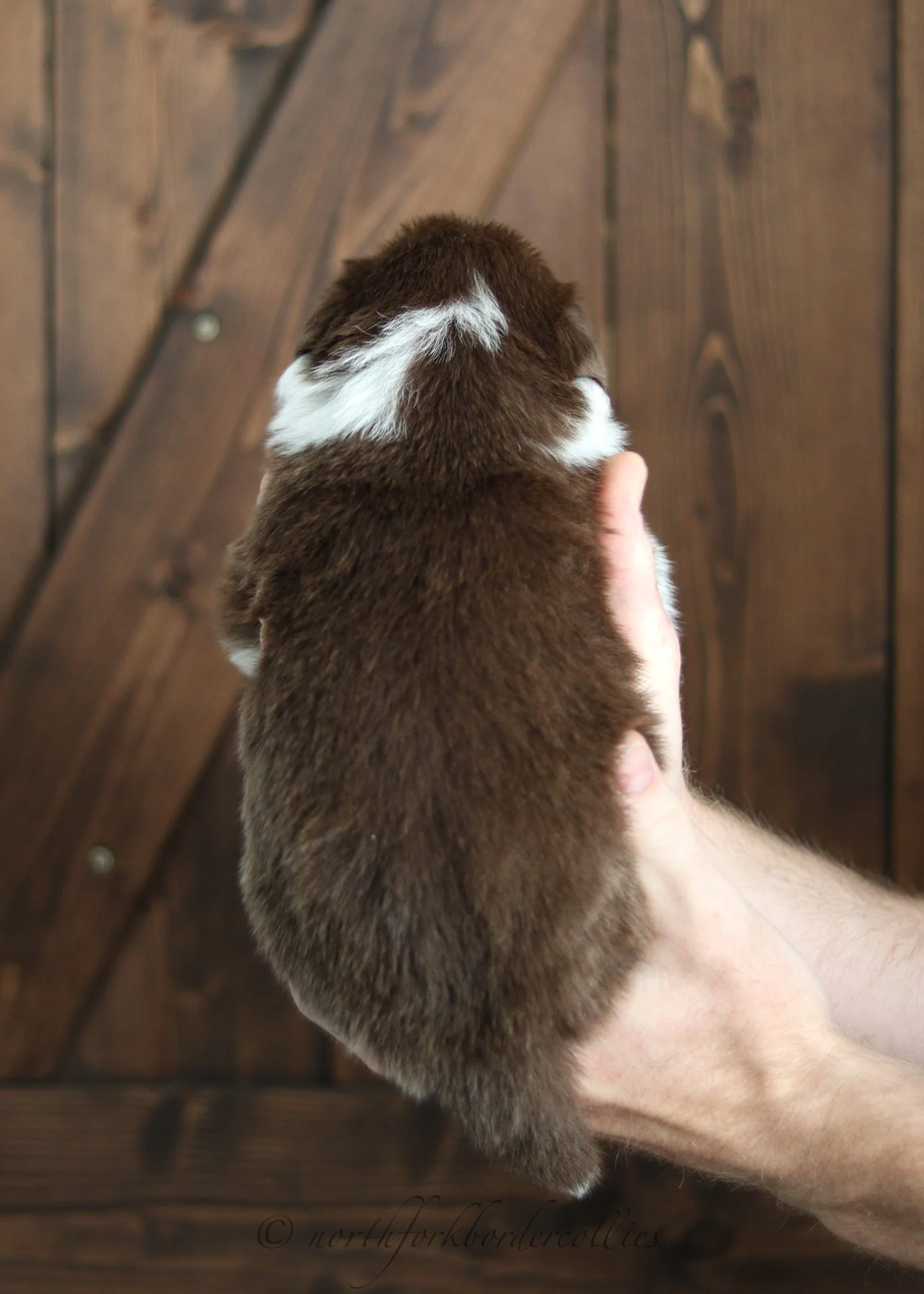 3 weeks old
