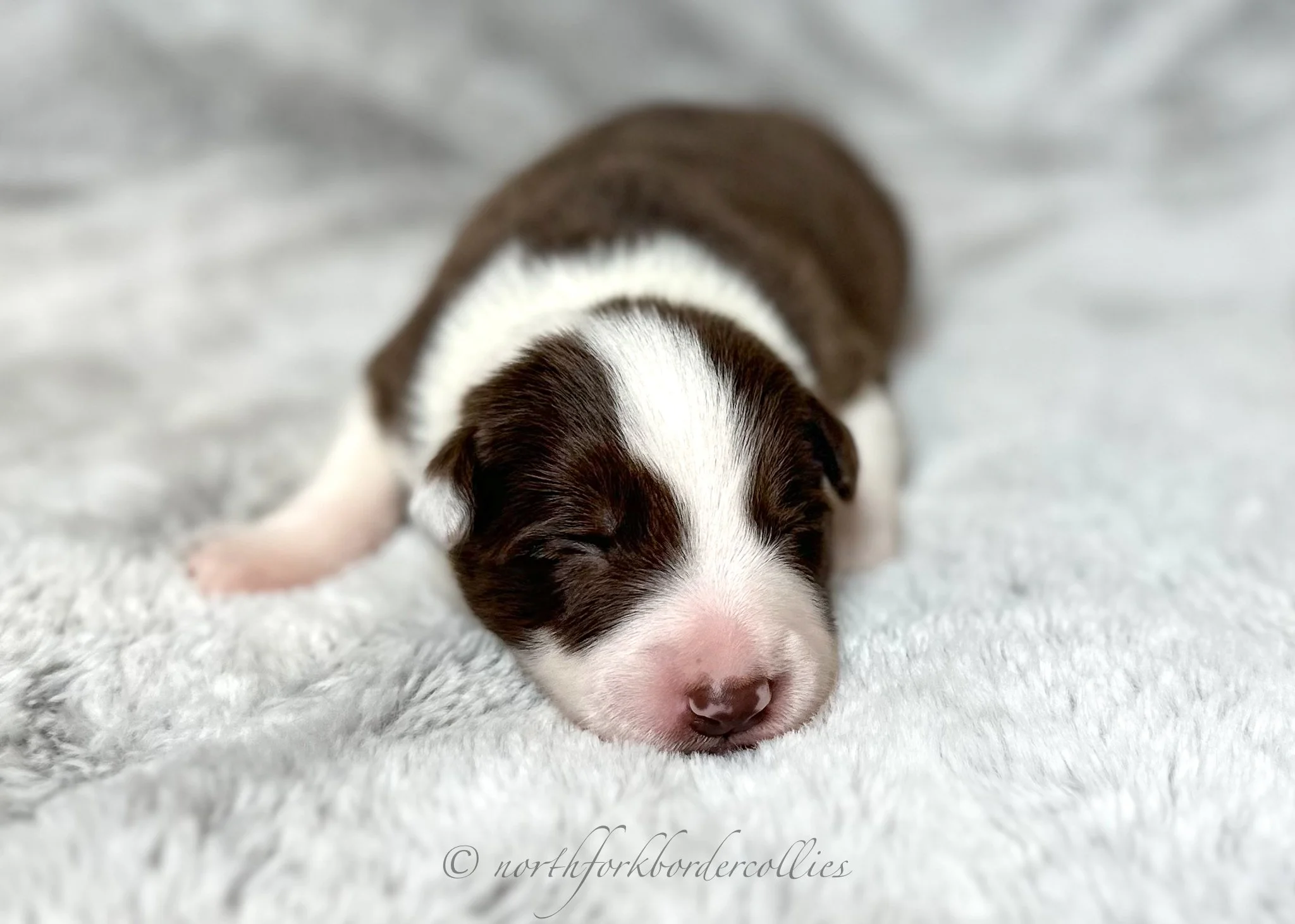 1 week old