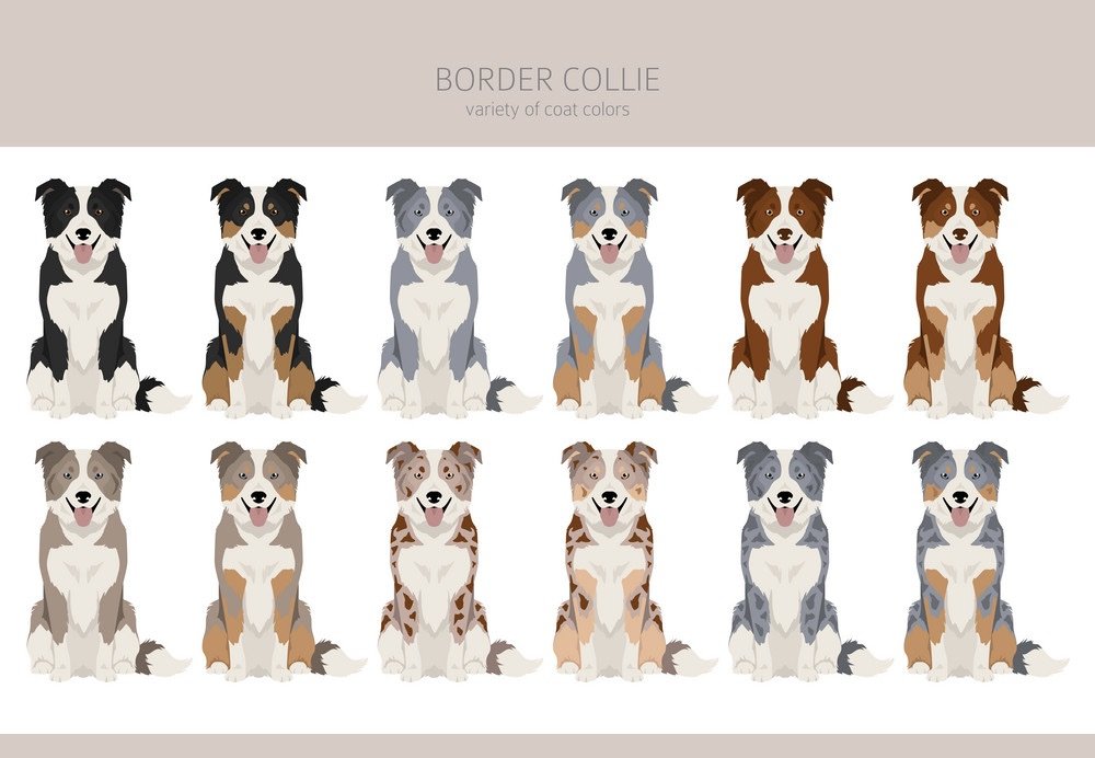 Border Collie Colors and Genetics