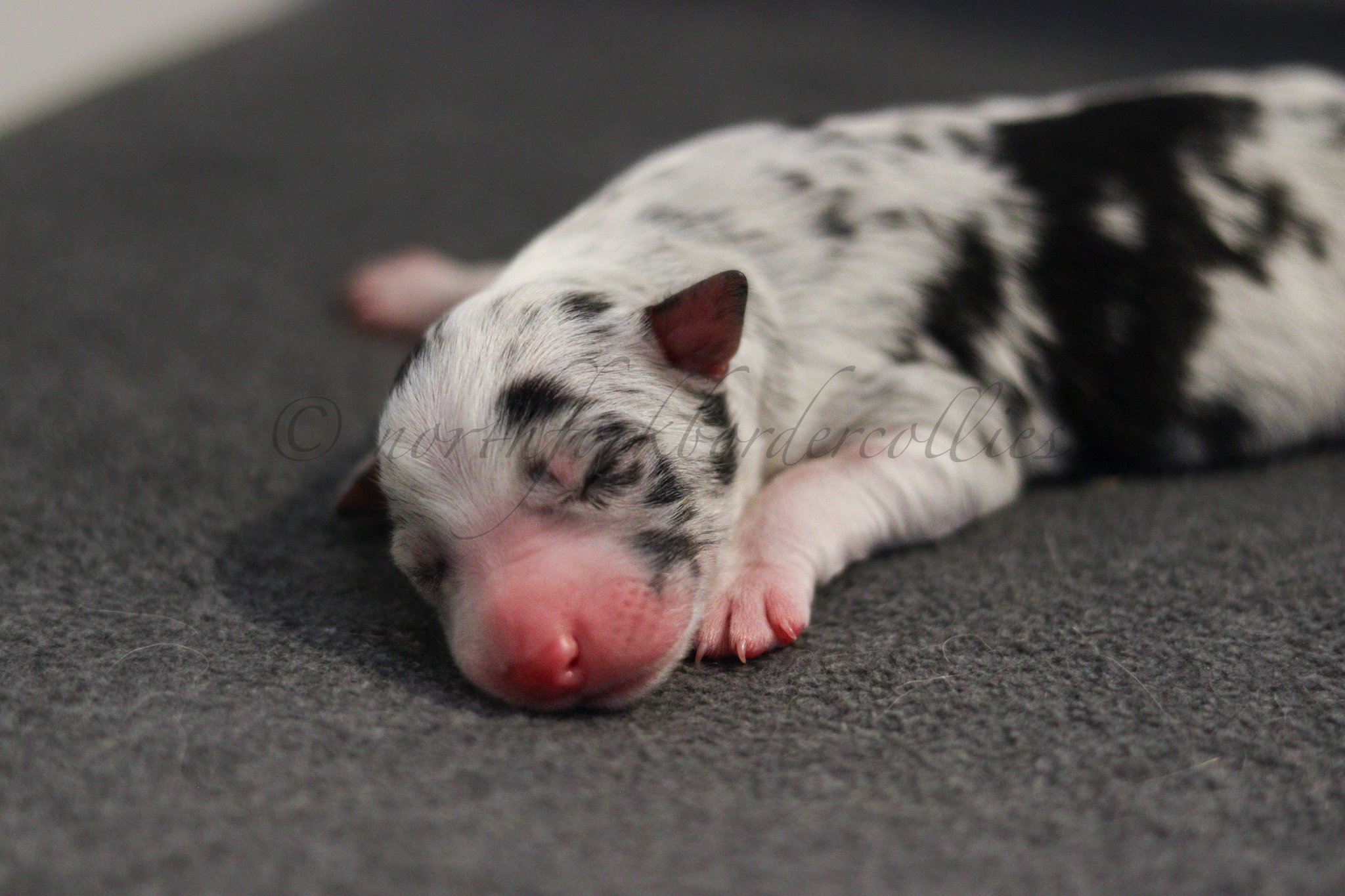 Thresh - blue merle male - 1 day old