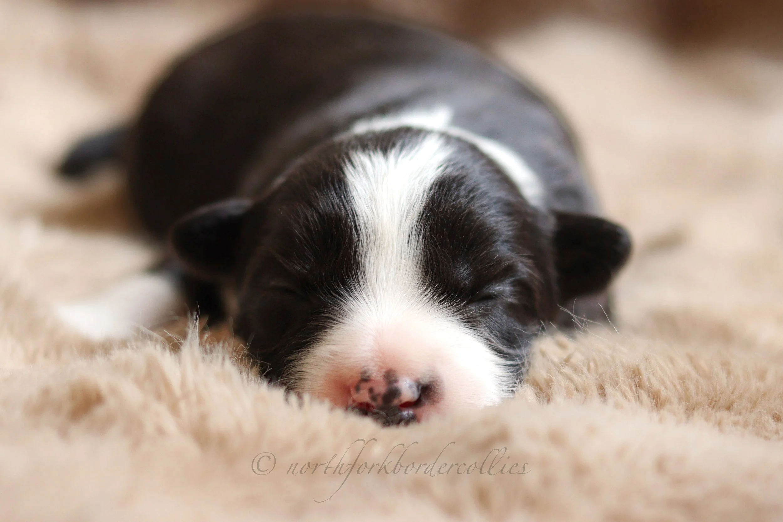 Rebel - female - 1 week old