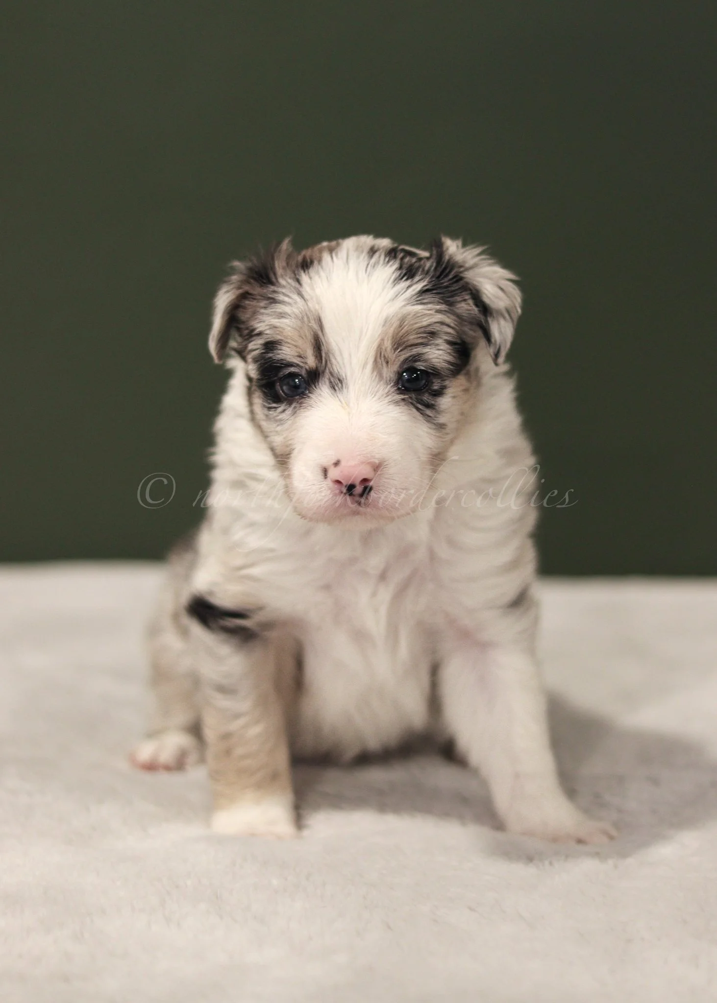Ornn - blue merle tri male - 4 weeks old