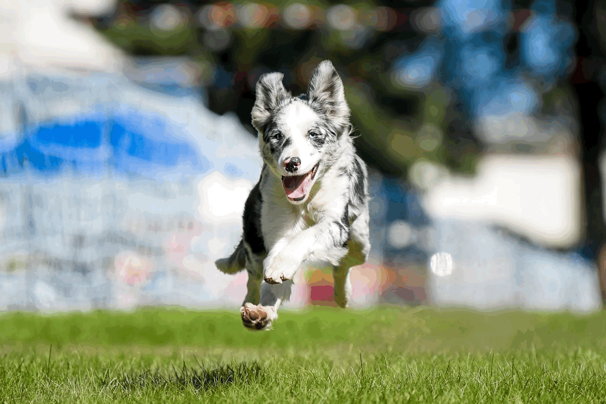 exercise and border collies: how much should they have and when?