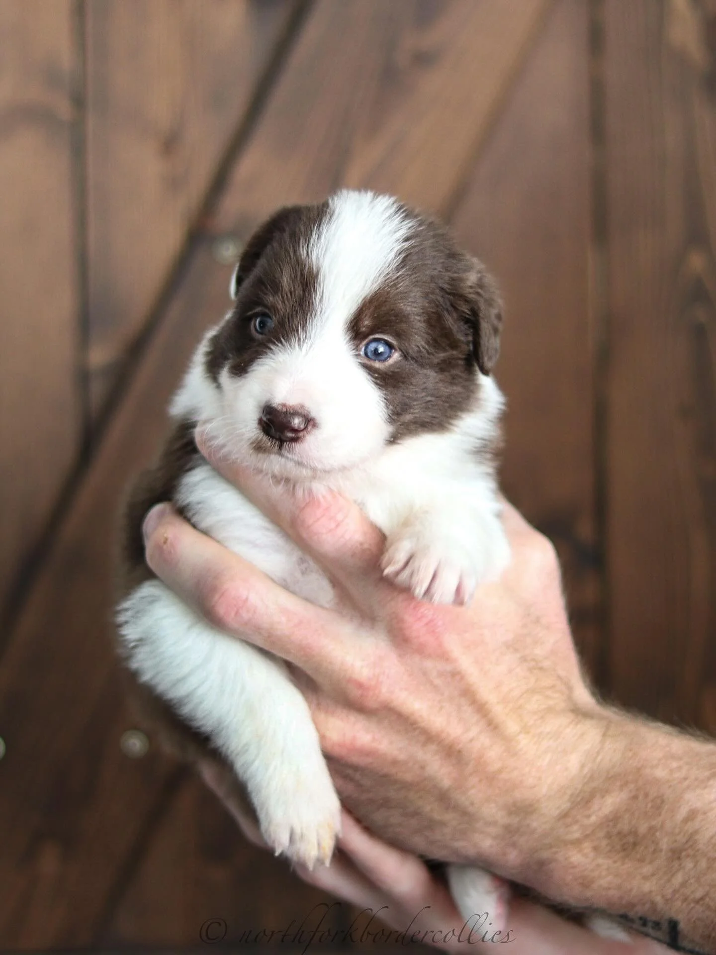 Noble 💙
3 weeks old
Male border collie
Red w/white markings
.
.
.
#bordercollies #akcbordercollie #showline #workingline #redandwhite #bordercolliepuppy #northfork