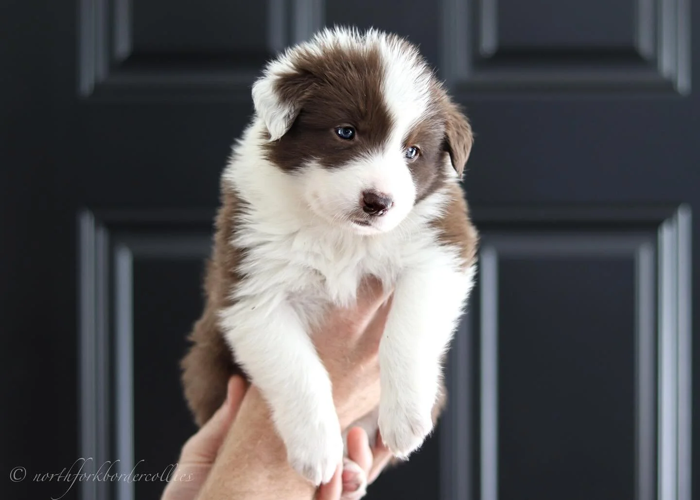The Royals 👑
Born on 6.15.25.
These sweet fluffs are 4 weeks old.
I cannot stop obsessing over every single one, and I still don’t have a true favorite. It’s unreal how easy it is to love each puppy for different reasons. They&rsquo