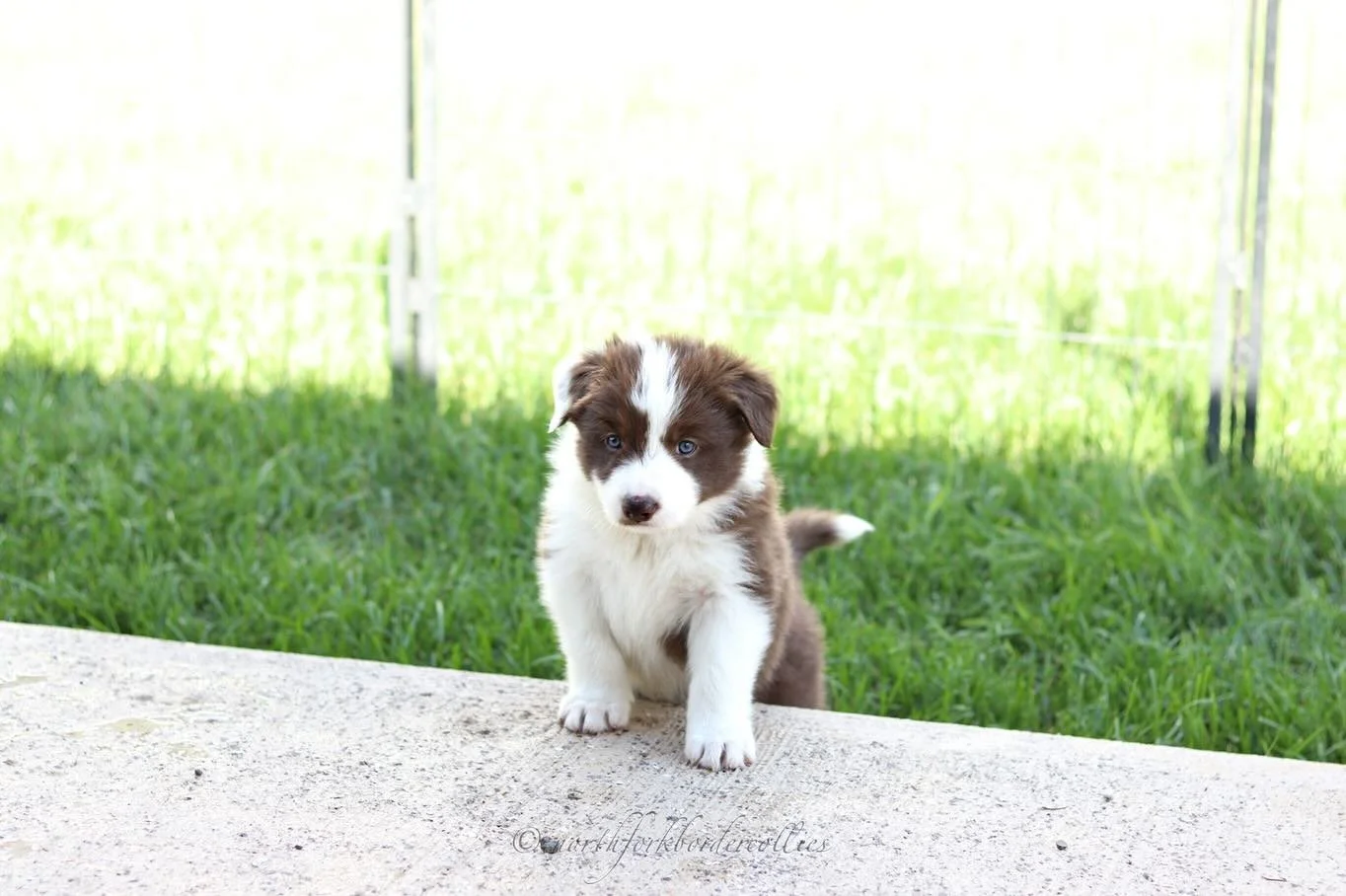 Noble 💙
5 weeks old
.
.
.
.
.
#akc #akcbordercollie #redandwhite #noble
#redandwhitebordercollie #showline #workingline #herdingdog #bordercolliepuppies #northfork #bordercollies