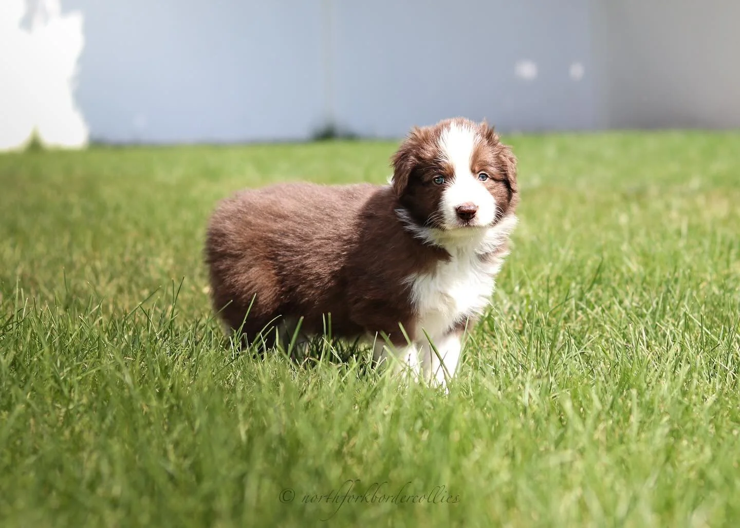 Knight 🖤
Male
6.15.25
5 weeks old
Taff x Luna
.
.
.
.
.
#akc #akcbordercollie #redandwhite #knight #redandwhitebordercollie #showline #workingline #herdingdog #bordercolliepuppies #northfork #bordercollies