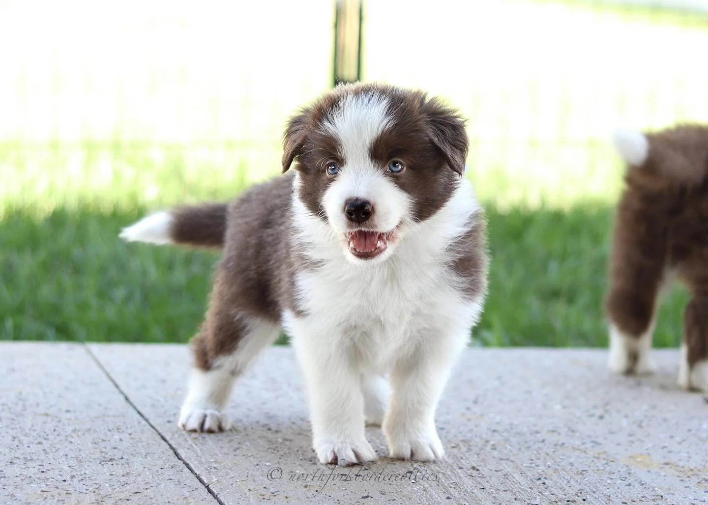 Heiress 🤍
Female
6.15.25
5 weeks old
Taff x Luna
.
.
.
.
.
#akc #akcbordercollie #redandwhite #heiress #redandwhitebordercollie #showline #workingline #herdingdog #bordercolliepuppies #northfork #bordercollies