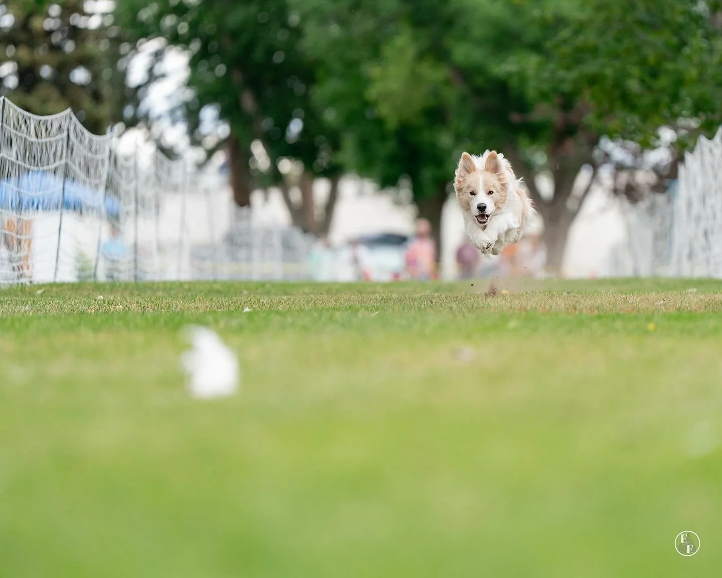 Shep just doing what makes his heart happy. 💛
We received Shep’s #fastCAT photos from the event at Great Falls where he snagged his #BCAT title. Super proud of my #goldenboy.
I am in no rush to speed through training and titling Shep. He&rs