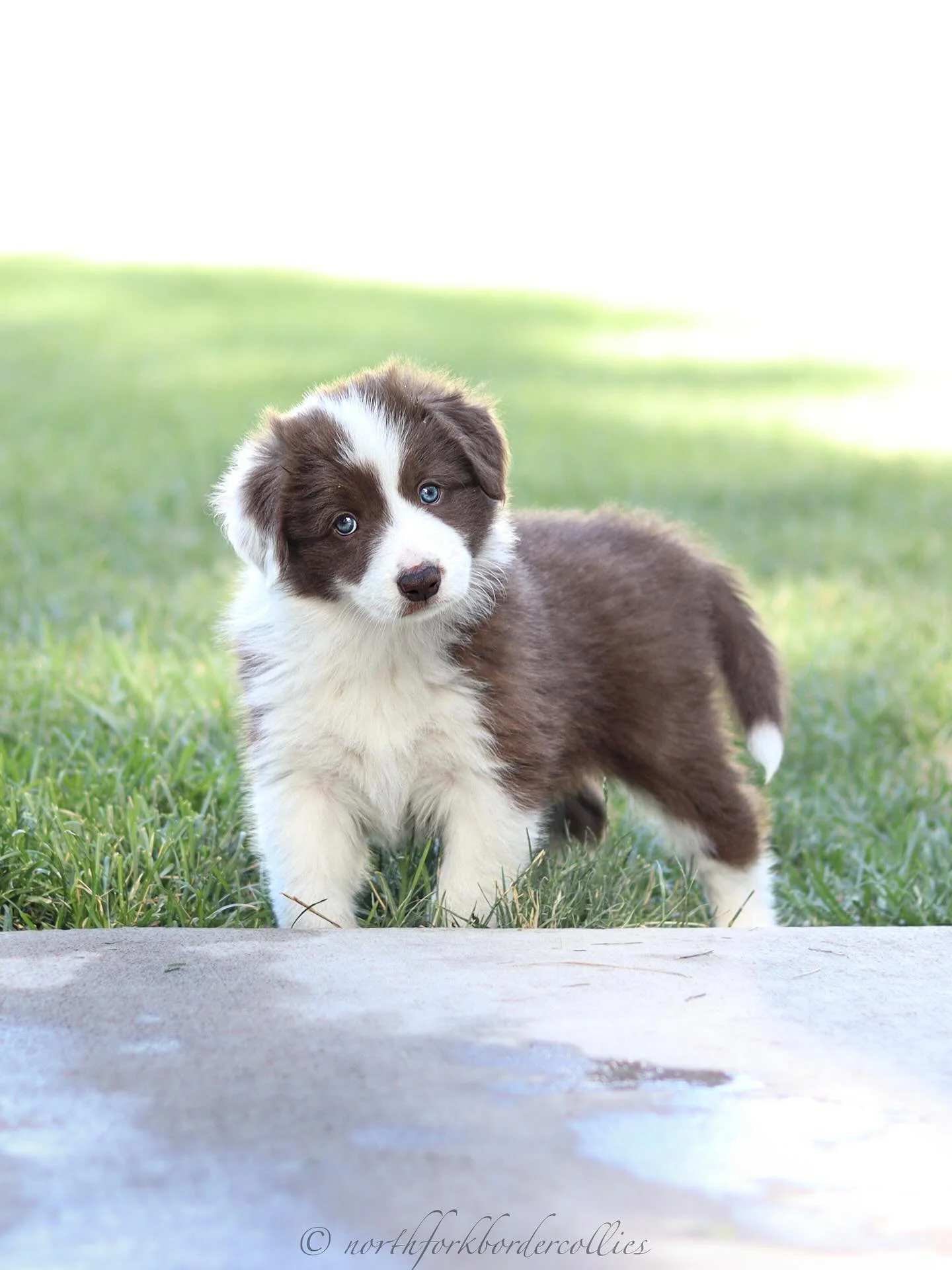 The Royals 👑
6 weeks old
Born 6.15.25
Noble 💙
Heiress 🤍
Knight 🖤
Reign ❤️
#royals #noble #heiress #knight #reign #akc #akcbc #akcbordercollie #bordercolliepuppies #puppies #bc #herdingdog #workingdog #showdog