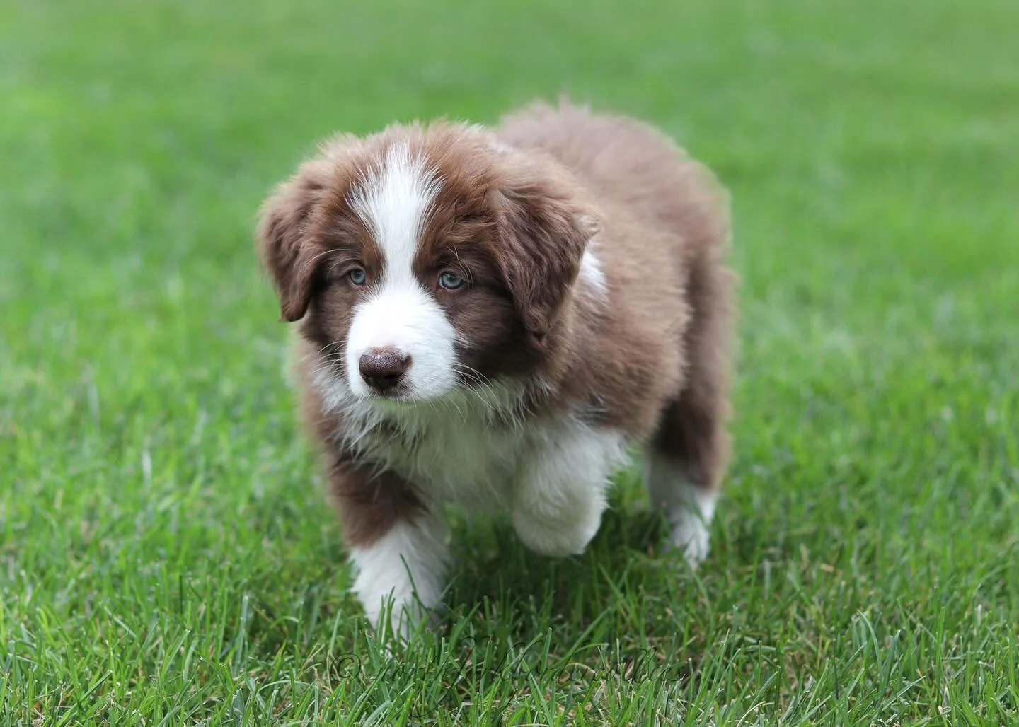The Royals are 7 weeks old. π
The puppy personalities are in full swing. Lots of learning, as they discover the world around them. Growing feels like it happens overnight. But I am loving each and every one so much. They’re an absolute joy t