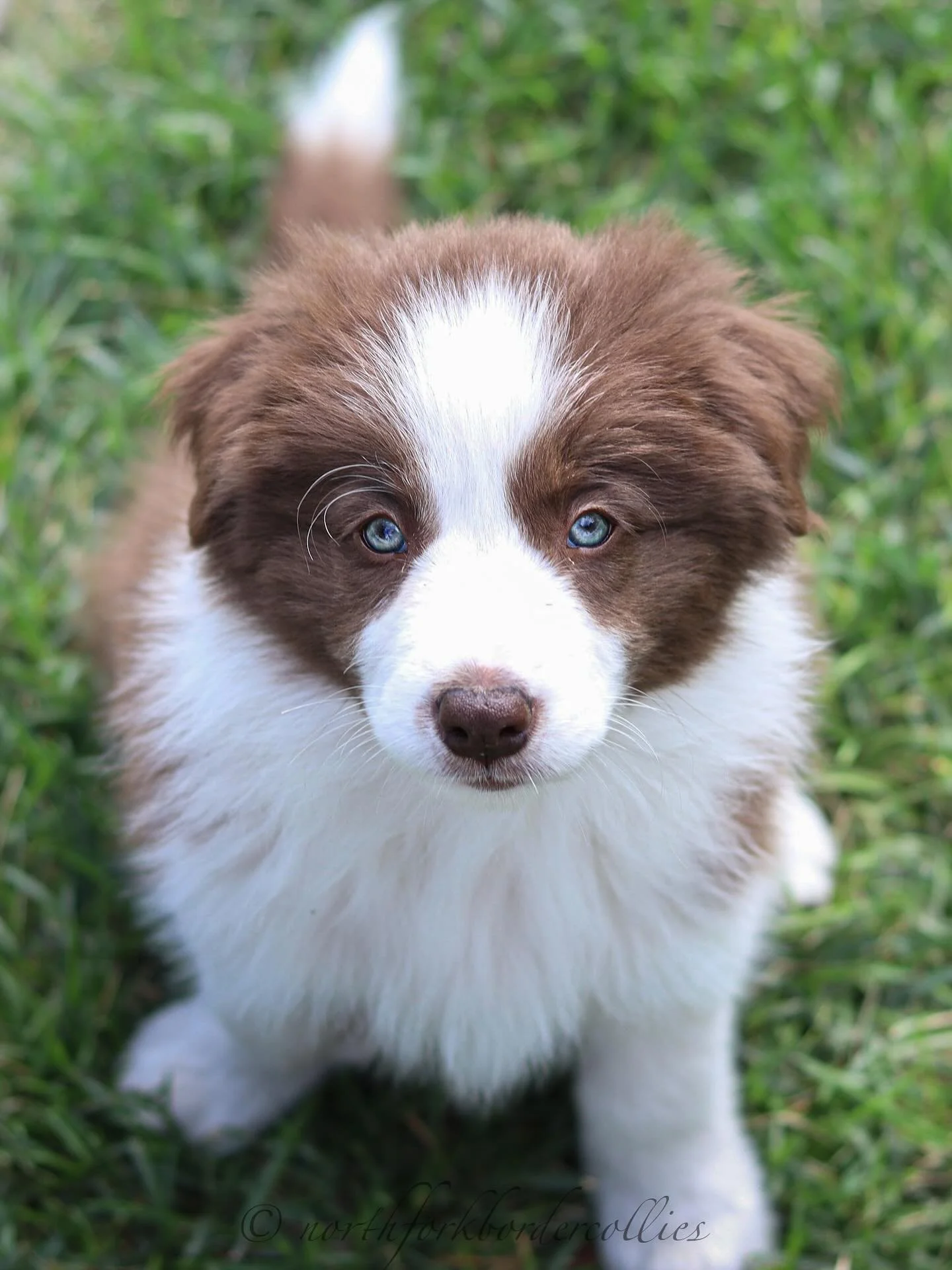 Introducing North Fork’s Crowned First Edition “Deluxe”
Formerly Heiress, this feisty girl is staying here with us. From the very beginning, she fit effortlessly into our home and our pack. It just so happened that her health testi