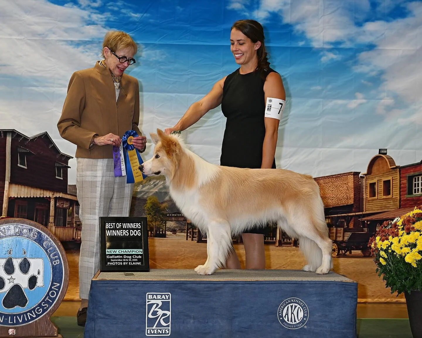 New Champion Shep
IntCH β¨CHβ¨Omegamtn Gilded Spirit Over Ewe CGC TKN BCAT
Yesterday, we went WD/BOW under judge Edweena McDowell in Helena and snagged our final point to finish Shep’s AKC Champion title. Pending AKC approval, of course.
I&r
