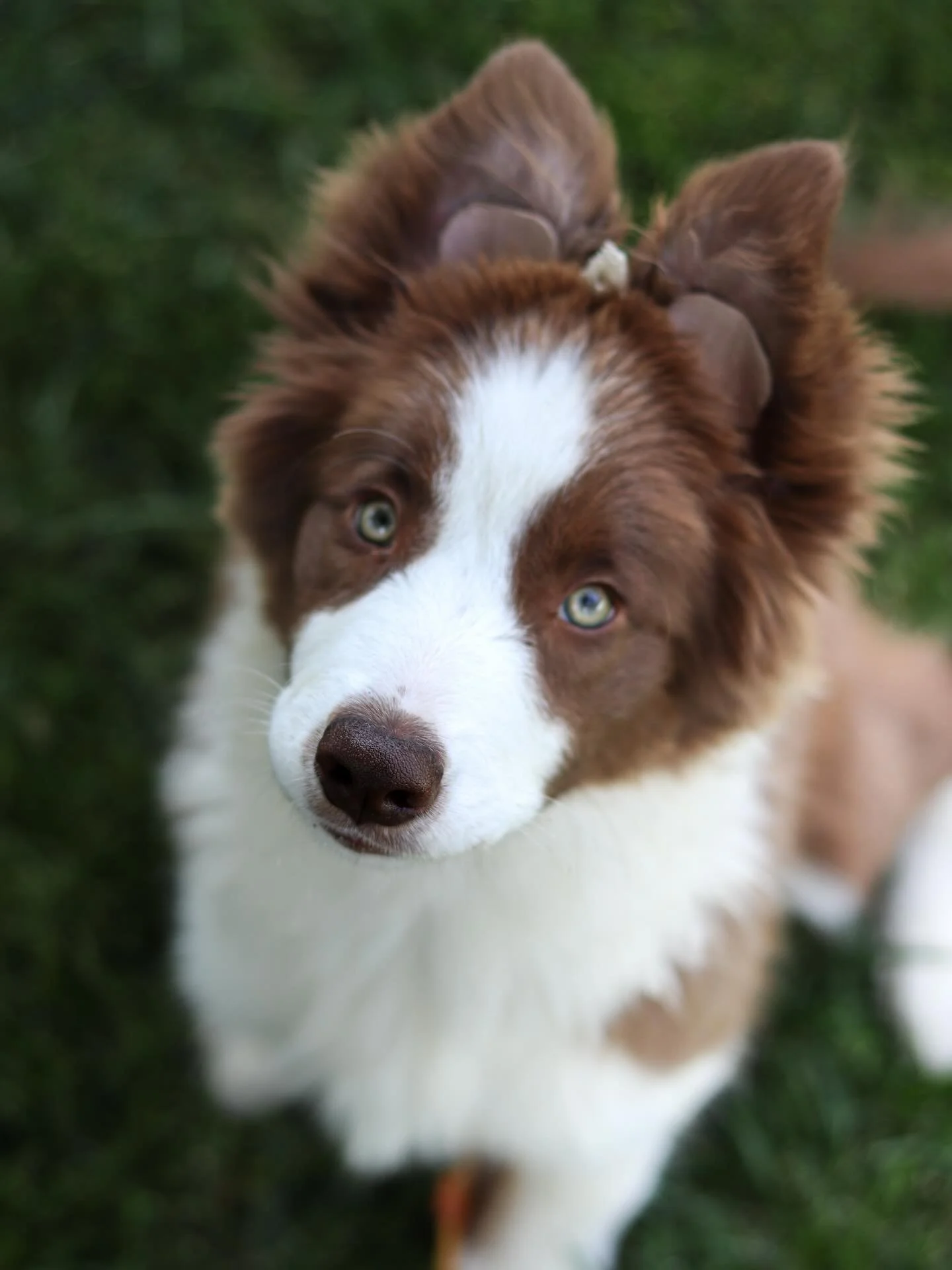 Deluxe ✨ 

I&rsquo;m trying not to have all the hopes for this girl, but I cannot help myself. From her temperament, to our natural bond, and the way her structure is developing&hellip; I am just over the moon. 

Luna and Taff gave me the best gift. 