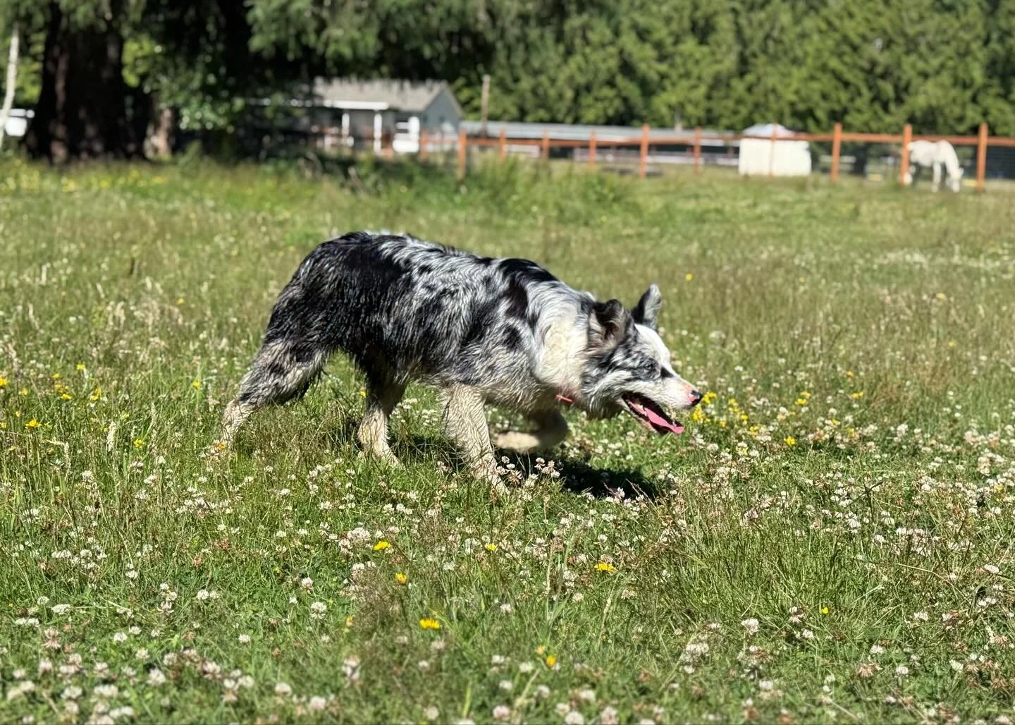 ✨ Ekko ✨ 

I just realized that I never posted these photos of my best girl. So with puppies due in 28 days, I figured she deserves a spot on my page. 

Ekko is hands down my favorite dog. But shhh&hellip; 🤫 Don&rsquo;t tell the others. She truly gi