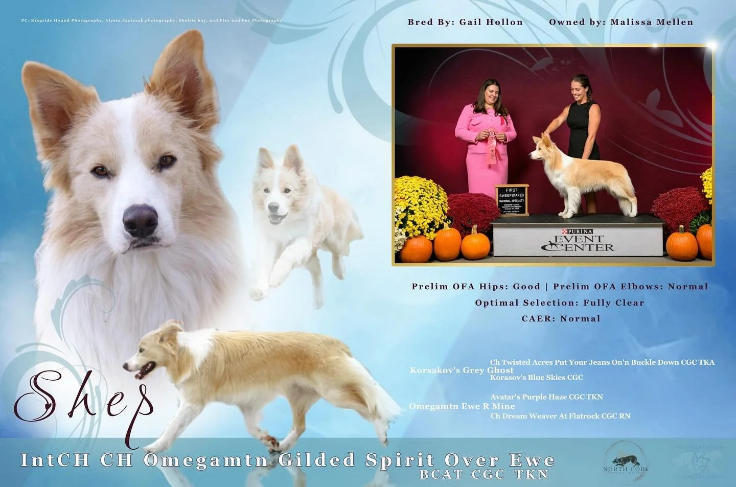 The sweetest boy deserves the loveliest ad because he simply is my favorite boy dog ever. Except I say all of my dogs are my favorites, but each in their own wonderful way. 

Shep is so much fun. So full of joy. So intelligent. So carefree. So photog