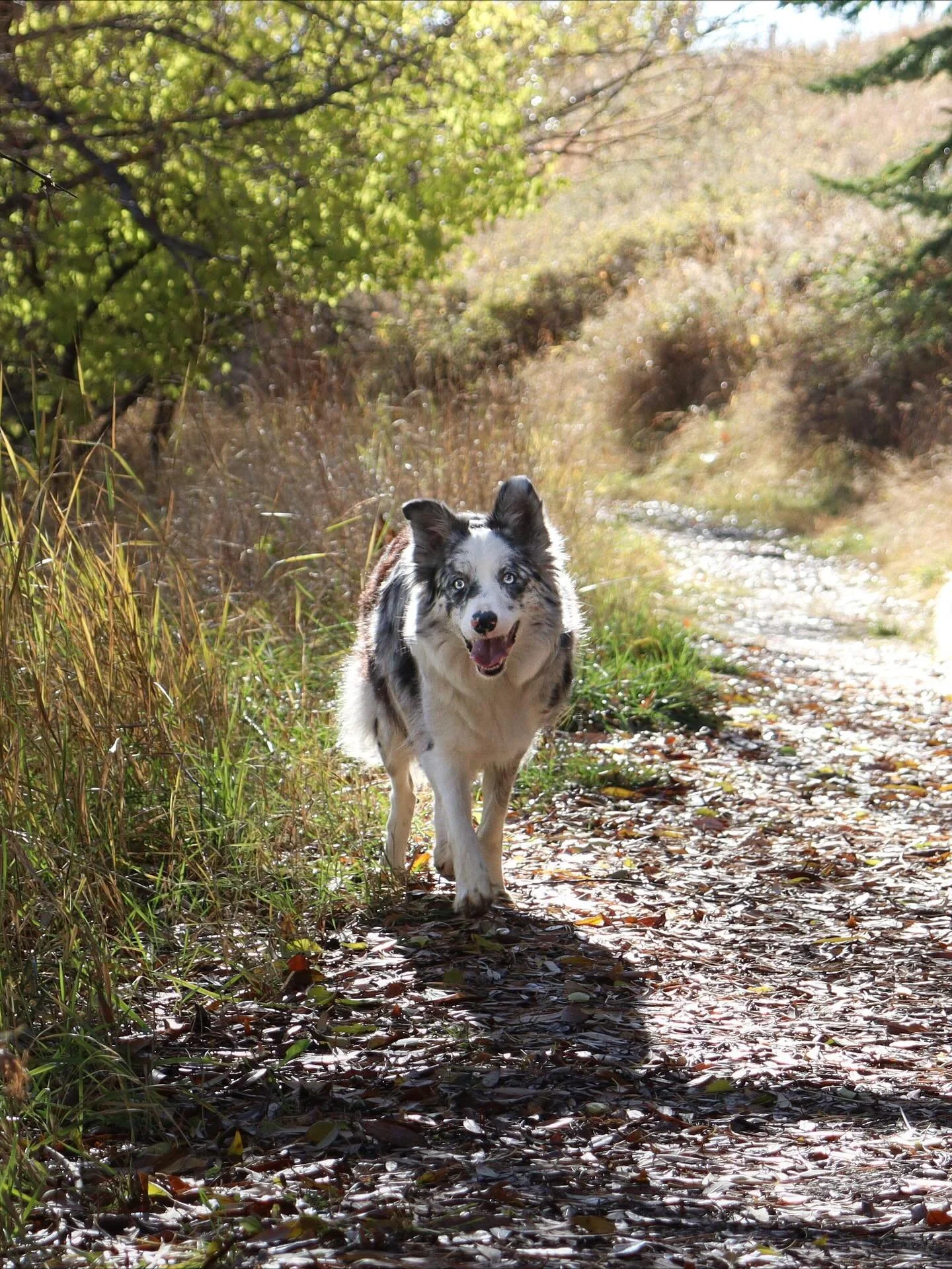 Enjoying this lovey fall weather. 🍂 

With fall in full swing, we are FINALLY in our off season. The next few months will be all about tightening up basics and foundations, strengthening and conditioning, and just taking some time to reset. As much 