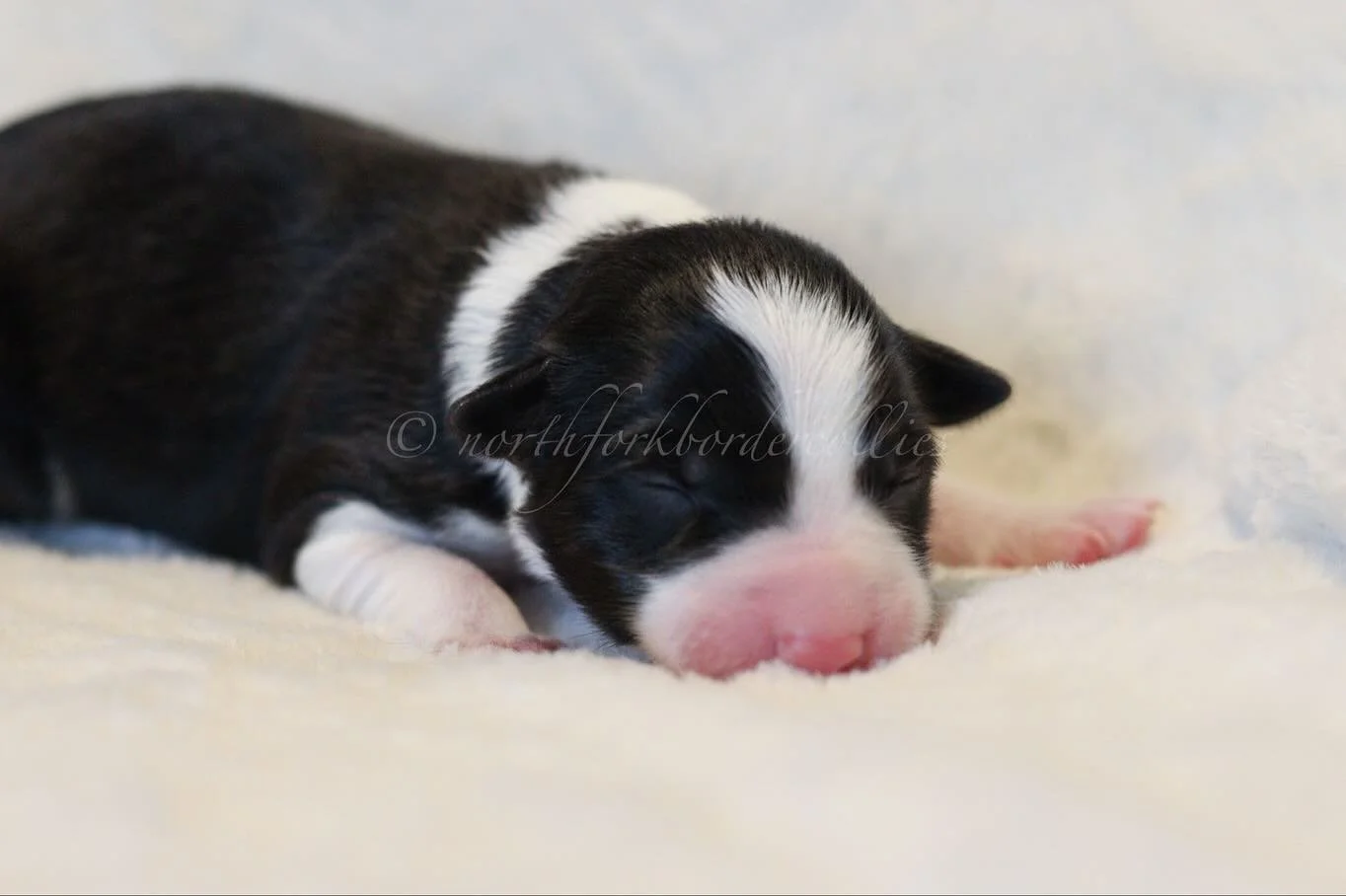 Jinx

11.10.25
Black and white
Female

The Legends Litter
Elwood x Ekko