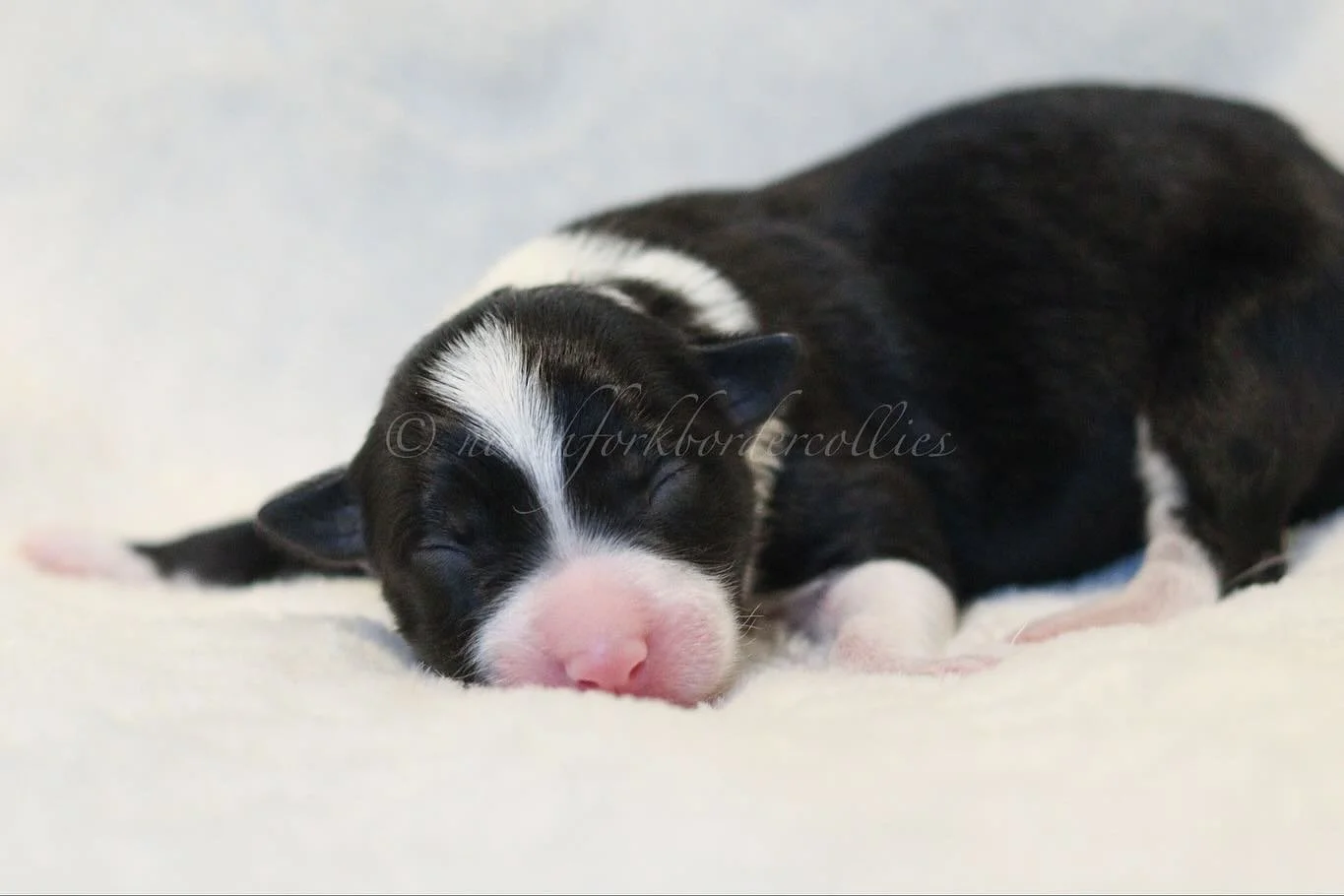 Ashe 

11.10.25
Black and white
Female

The Legends Litter
Elwood x Ekko