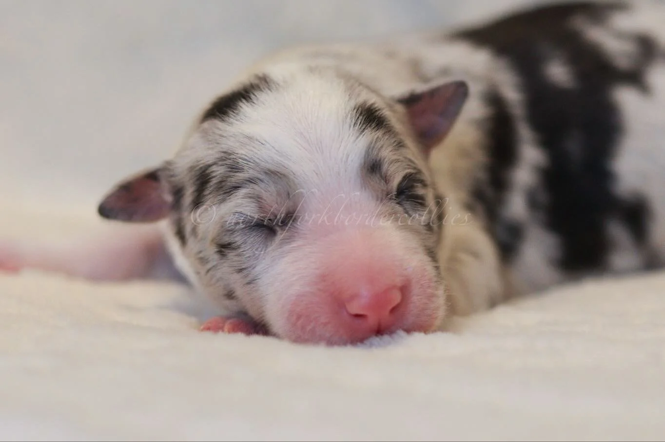 Thresh 

11.10.25
Blue merle
Male

The Legends Litter
Elwood x Ekko