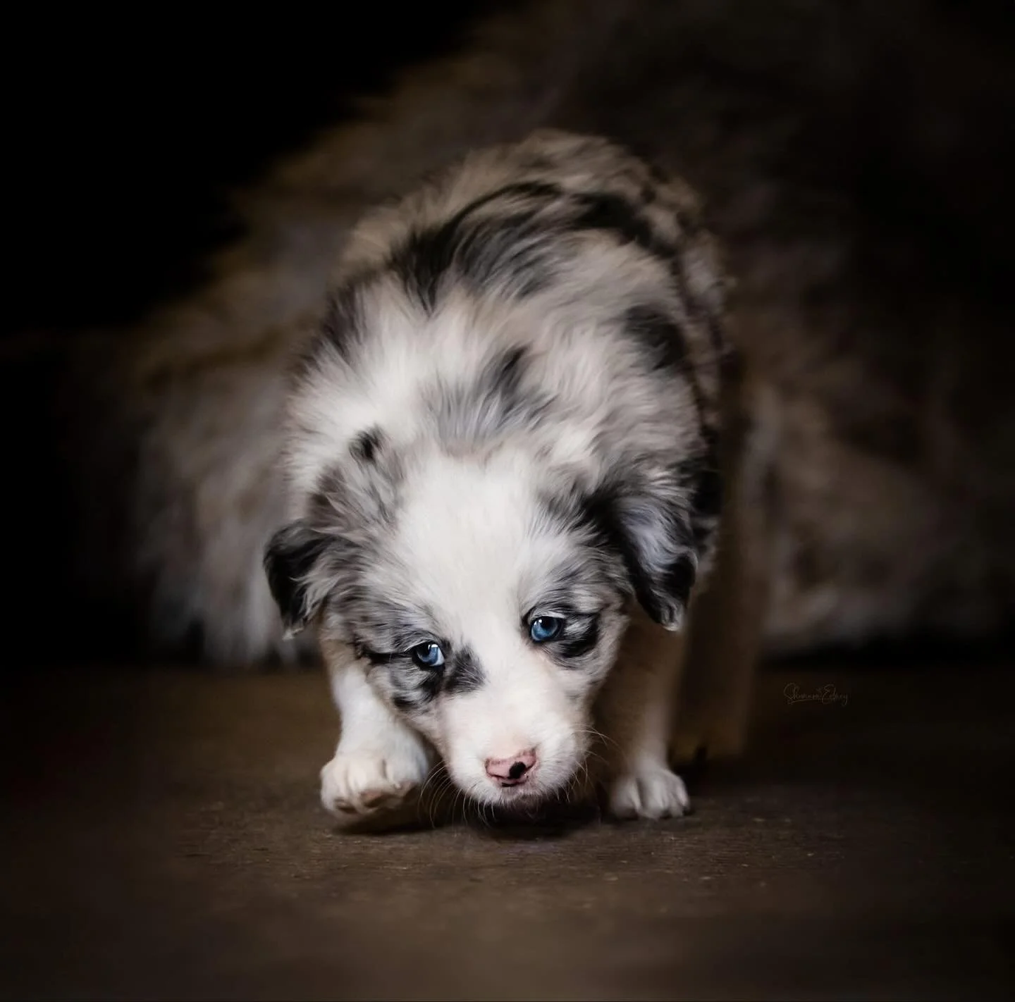 Baby Ekko

📷: @shannon.edney