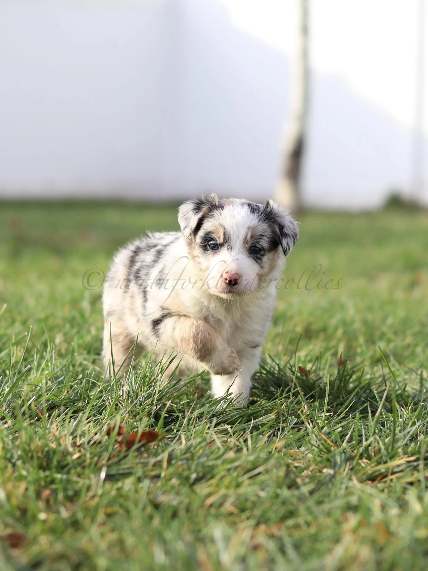 The little legends are five weeks old today! 

I am loving all of their sweet personalities. Just a confident and fun bunch. And I want to keep them all. I don&rsquo;t think I&rsquo;ve ever been so infatuated before. 🐾