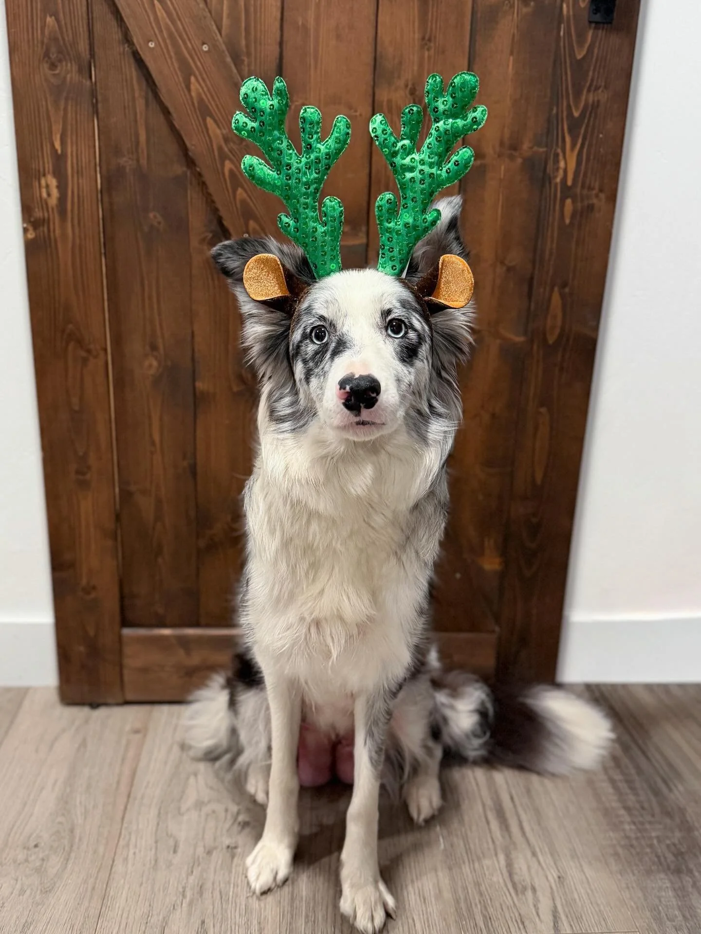 Merry Christmas from North Fork Border Collies. 🎄 🐾