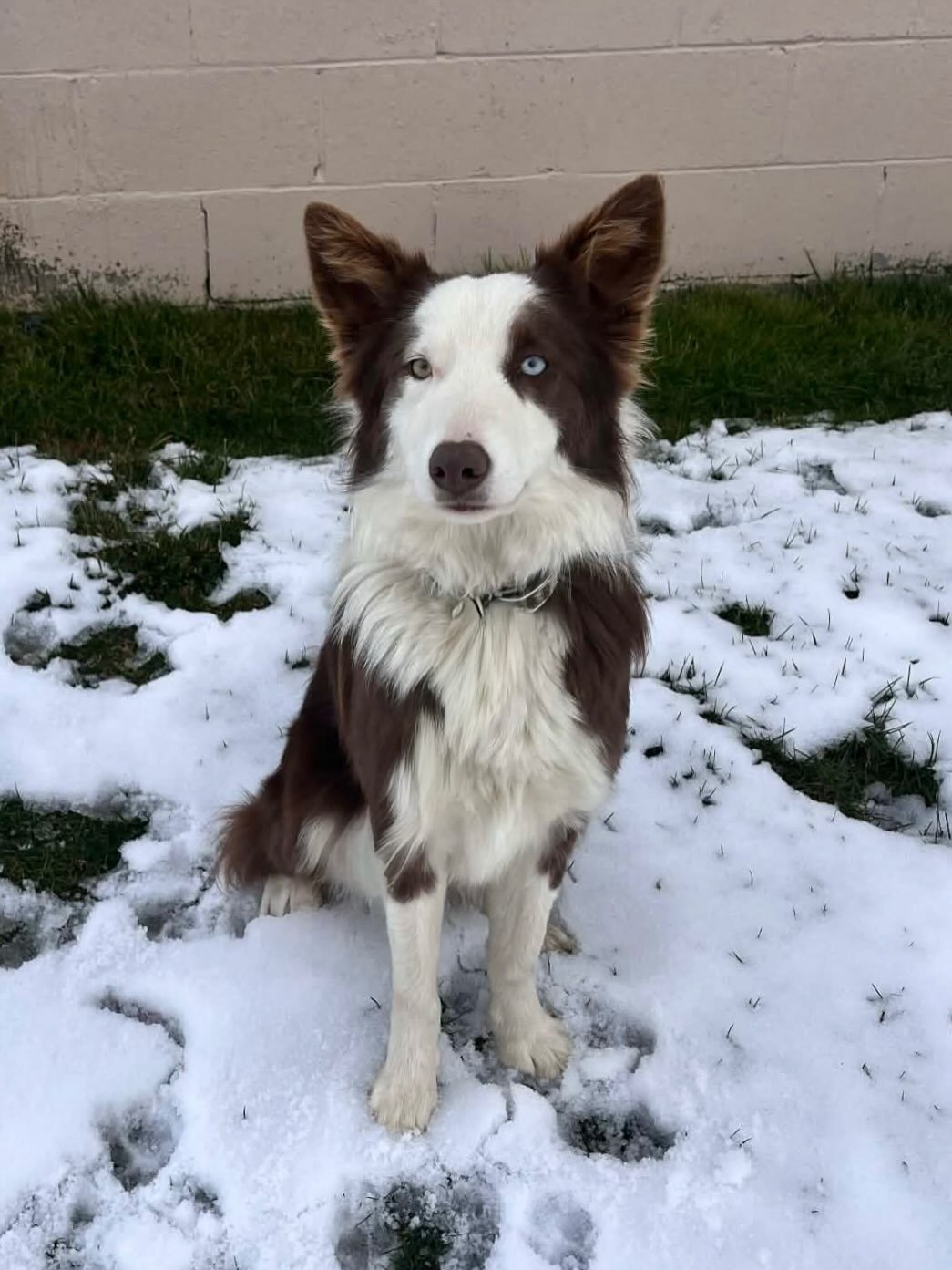 Happy 1st Birthday to the Evergreens. 🌲 🐾 

Whiskey (formerly Juniper), Eden (formerly Larch), Whimsy (formerly Sequoia), Libby (formerly Cedar), Abbey (formerly Hemlock), Cassie (formerly Pine) and finally&hellip; Aik&aacute;ne (formerly Yew). 

S