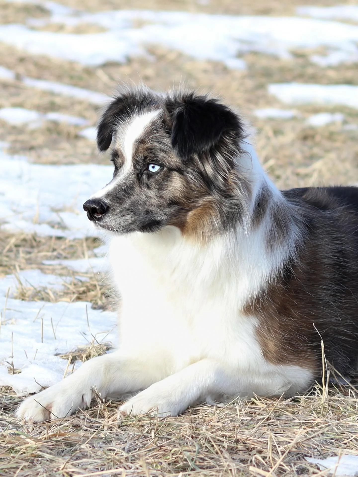 CH Shepstone I&rsquo;ll Take You There at North Fork FDC RATN TPAT SPAT UPAT 

&ldquo;Quest&rdquo;

DOB: 11.27.23

Optimal Selection: fully clear

OFA: Hips excellent | Elbows normal | Shoulders normal | BAER normal | CAER normal