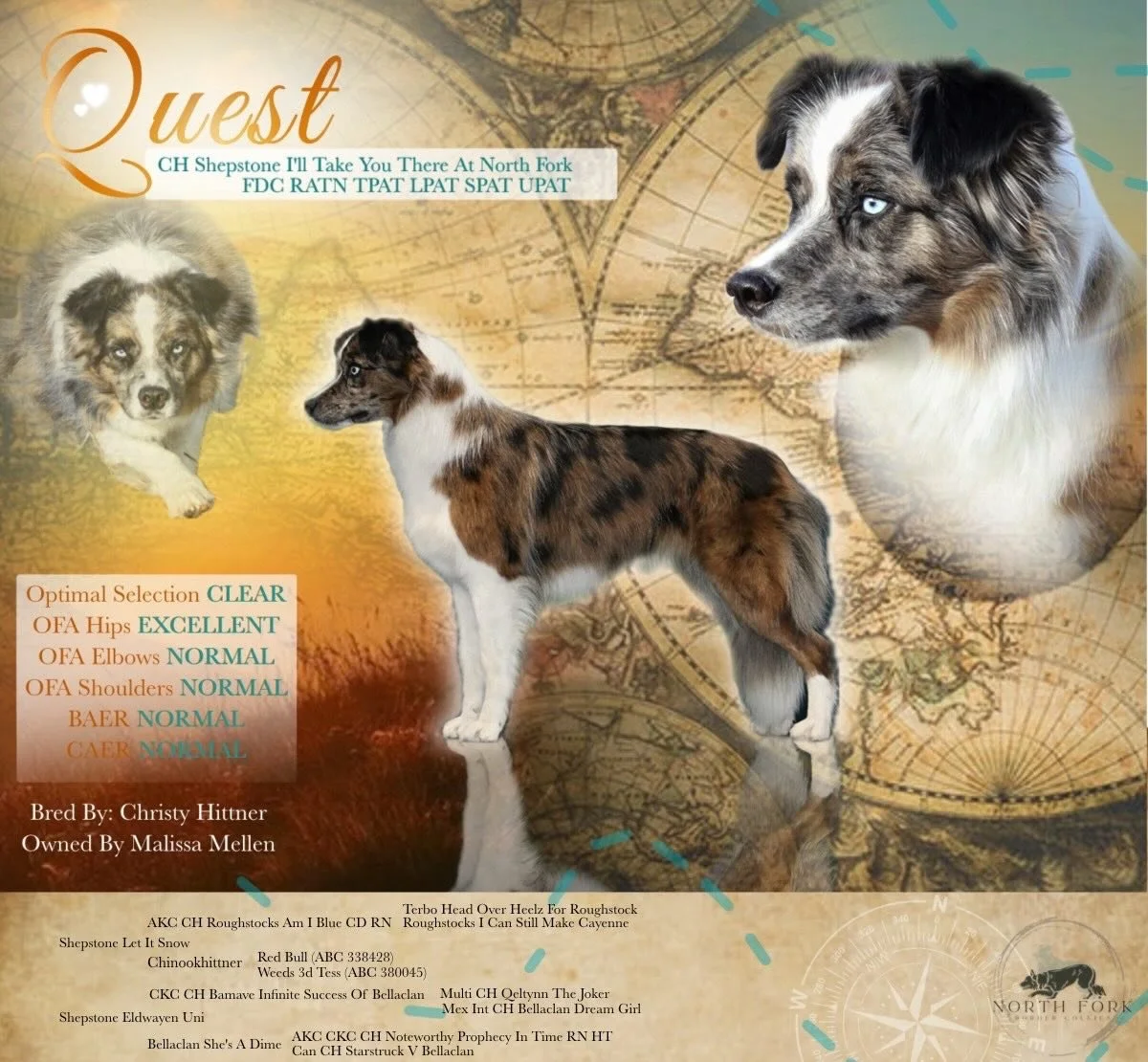 This sweet girl has very much lived up to her name. Quest. Not only has she already journeyed through life in her own special way, but she is always ready for an adventure. 

Quest is a fun loving and quirky girl. She&rsquo;s easy going and steady. R