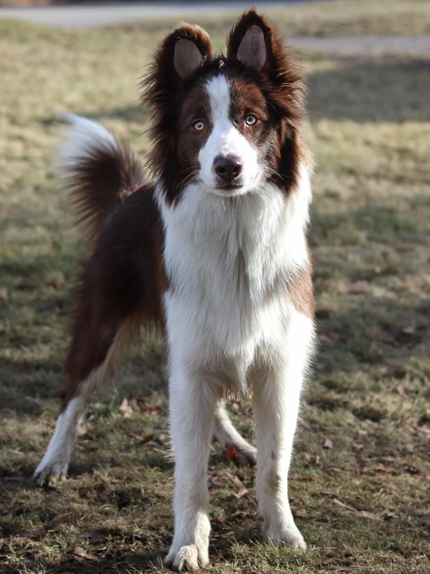 D e l u x e 

My brave little fireheart. 

How are we over half way into your first year?! 

You have been such a fun and chaotic puppy. You&rsquo;ve brought on so many emotions in such a short amount of time. You are challenging me to grow outside o