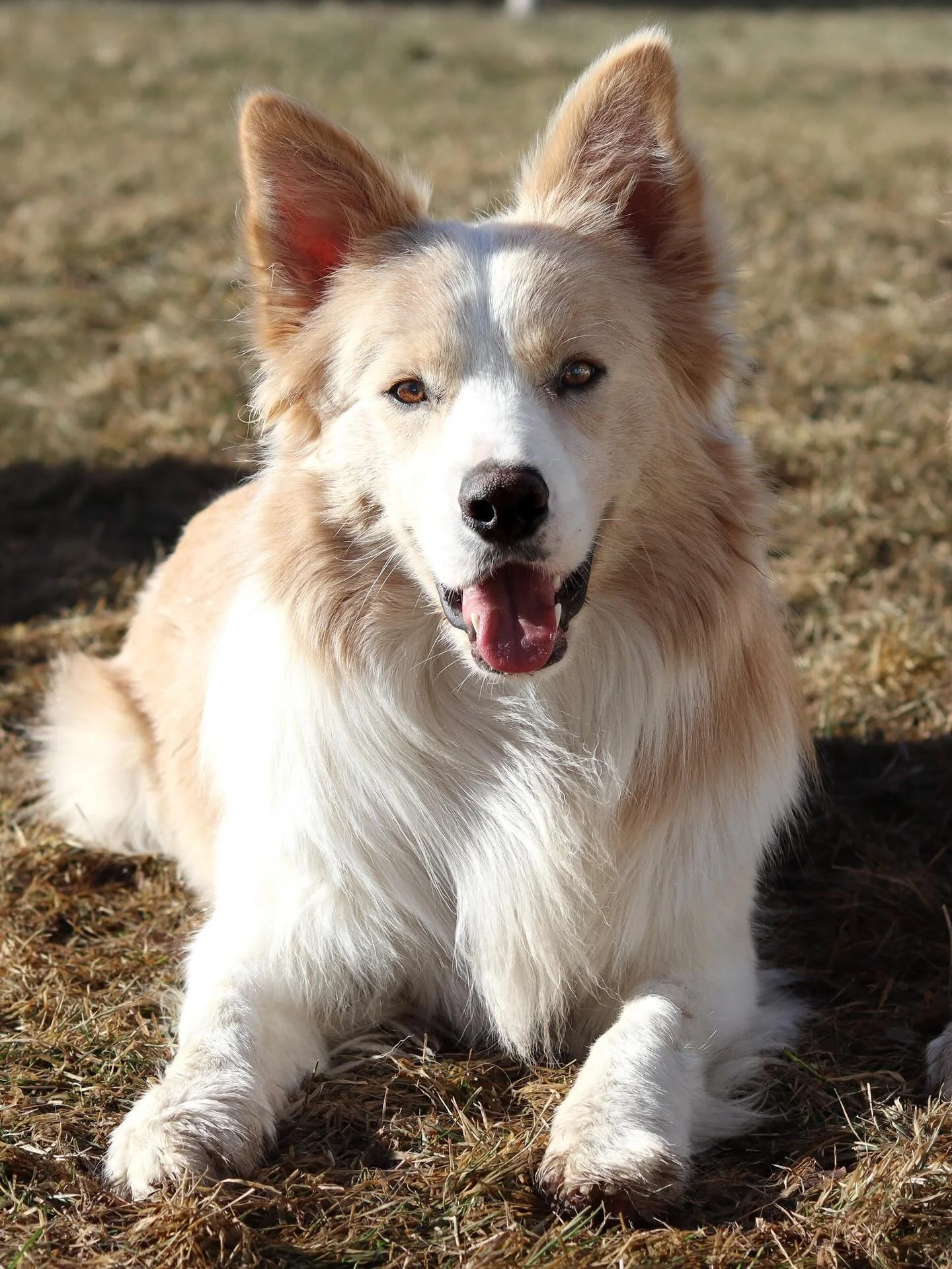 I&rsquo;m so lucky to have a boy like you who is absolutely in love with a girl like me. My sweet Sheppydoodle. 💛