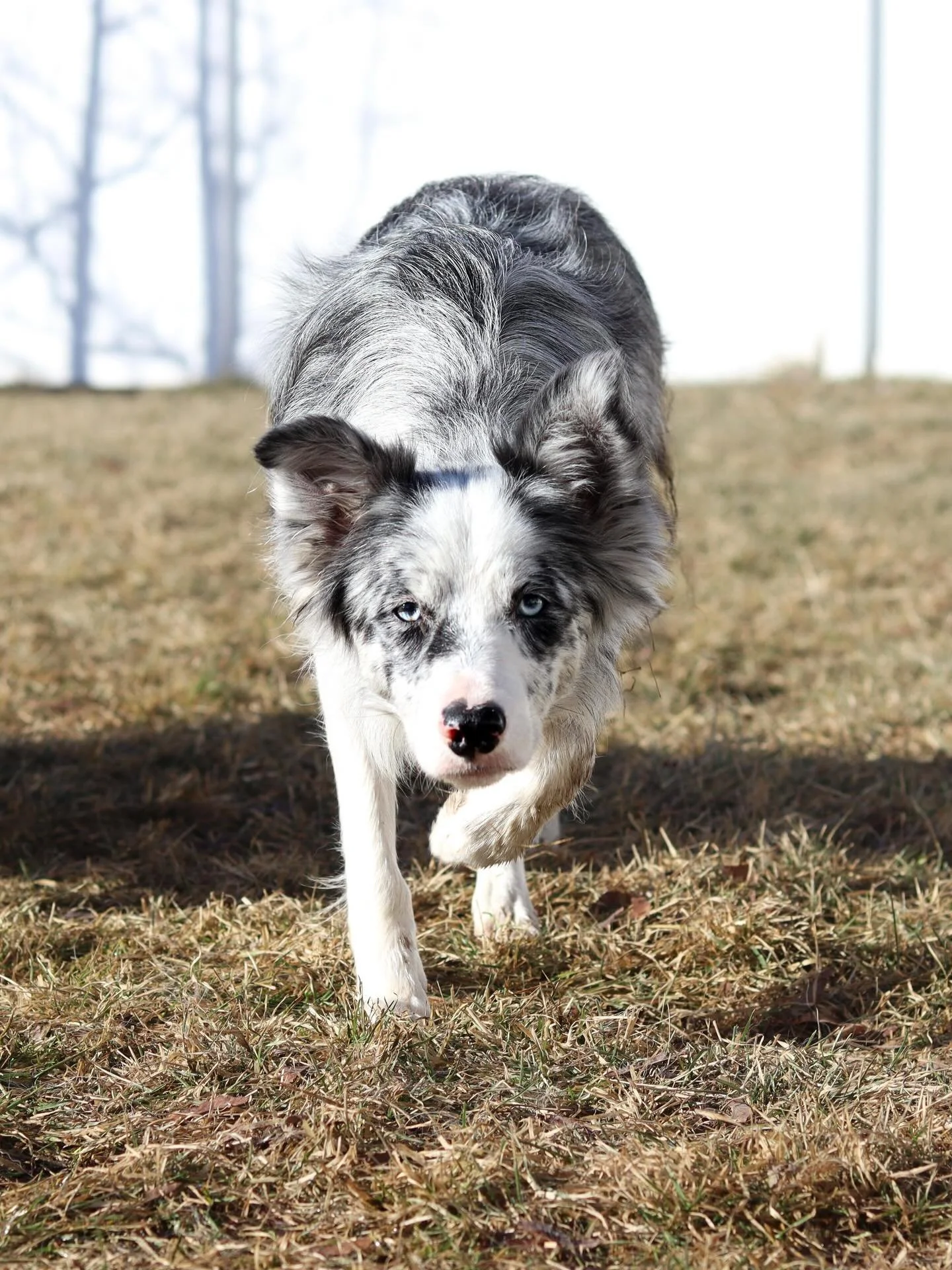 &ldquo;Allow yourself to be proud of all the progress you and your dog have made. Especially the progress that no one else has seen.&rdquo;

This rings so true because I&rsquo;m not the type of person to record or document every single thing I do wit