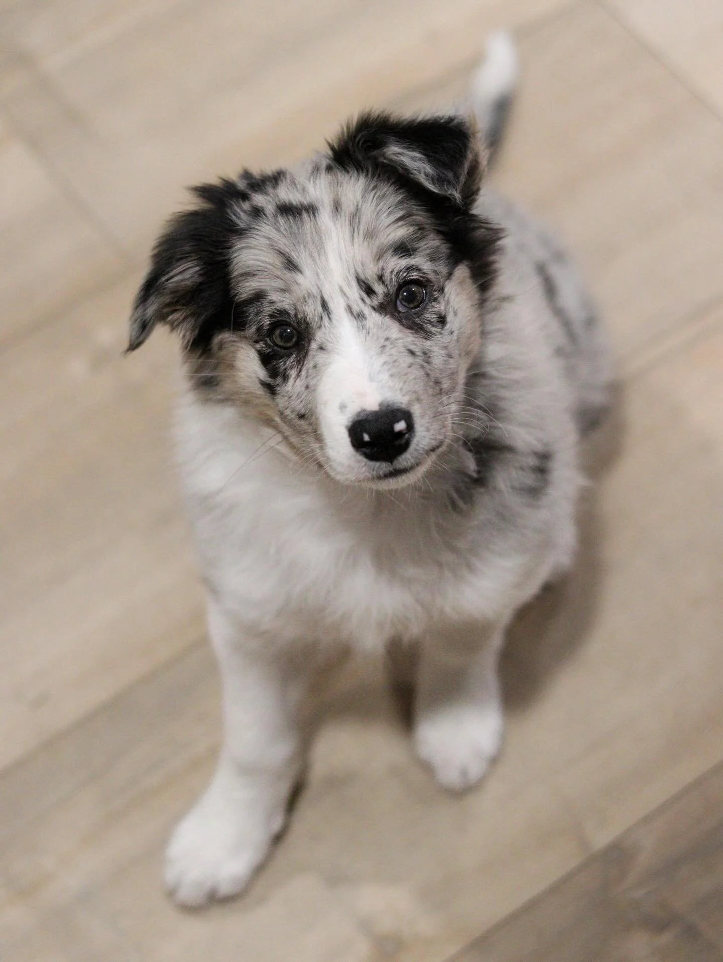 Meet Vanish 👻 

Apex Into Thin Air

Formerly Nancy from @apexfarmsbordercollies the Stranger Things litter. 

I&rsquo;ll be honest, I really wanted her sister, Max. And I was probably super annoying about it too. I&rsquo;ve been obsessing over wanti