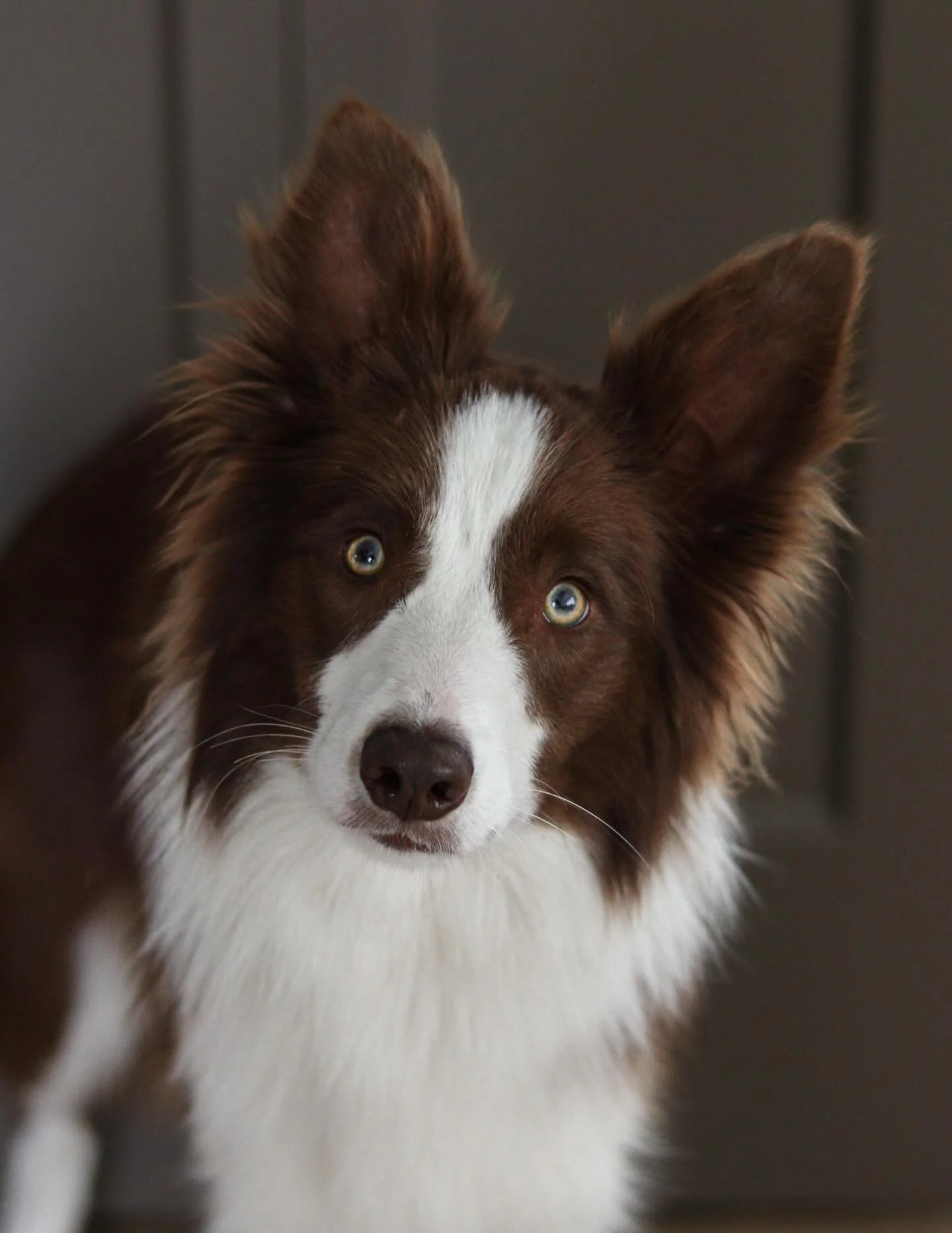 Our little Heir of Fire 🔥 

Deluxe is halfway through her basic obedience class and doing very well. This is her second round of formal training. And we will most likely do a third. I&rsquo;m glad I decided to keep working with Luxe to establish cle