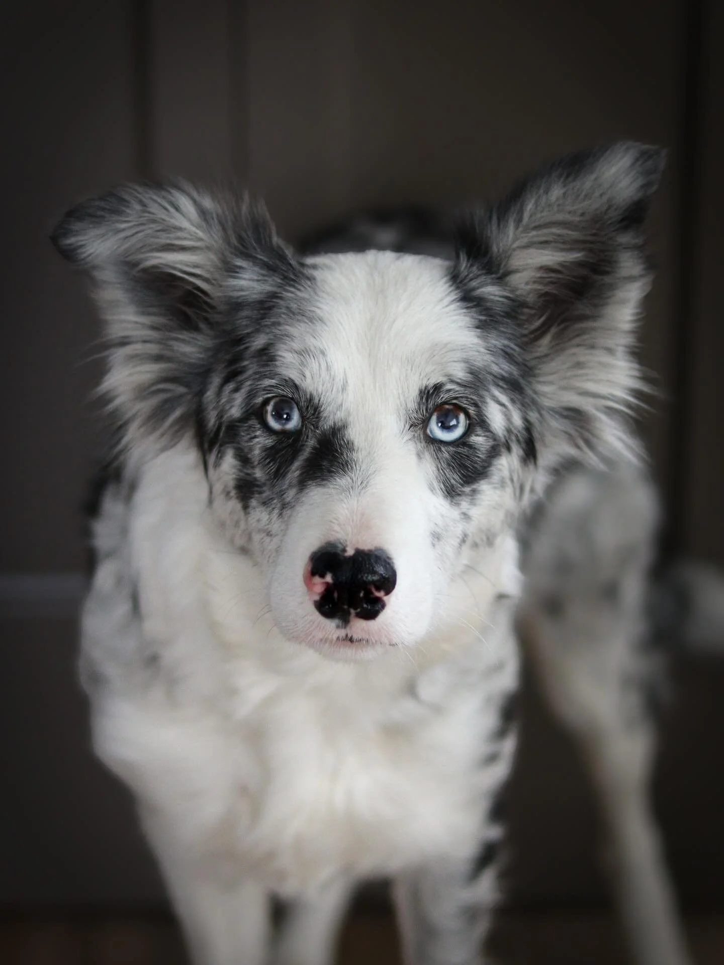 My favorite blue merle girl. ❤️ 

HML Ekko CGC DCAT TKA RATN RN DJ HSAs HIAs

So many goals this year for me and my best girl. And I&rsquo;m itching to jump right into it. Waiting for events is like watching water boil. And I&rsquo;m over here roarin