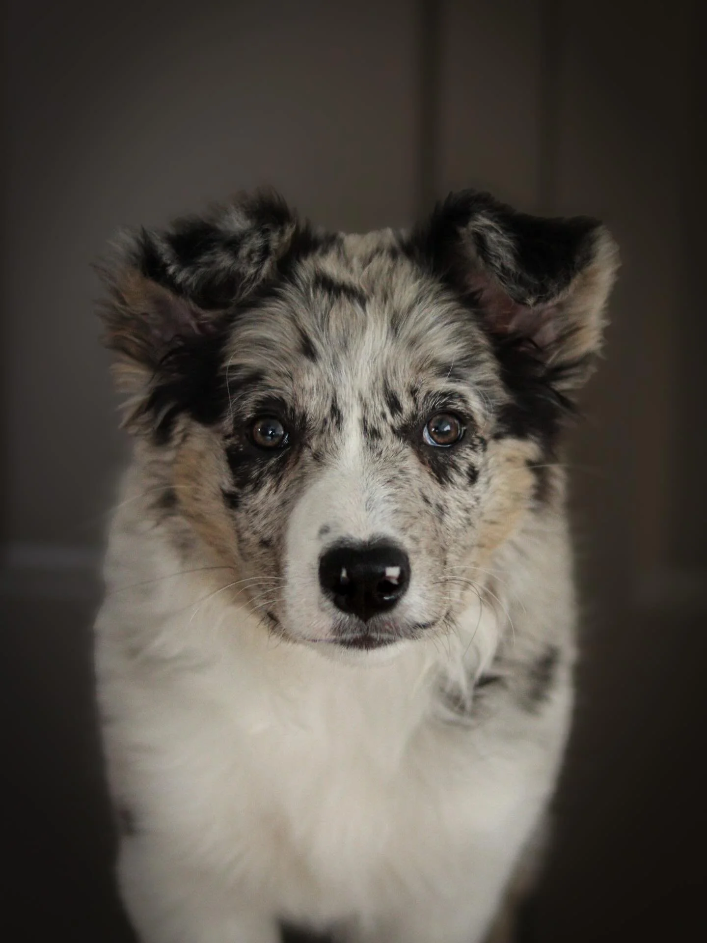 Vanish 

This girl magically appeared into our lives and has fit seamlessly into our pack. She has a lovely drive, the perfect mix of food and toy drive, a natural settle and one spunky personality to tie it all together.

She has been a breeze to tr