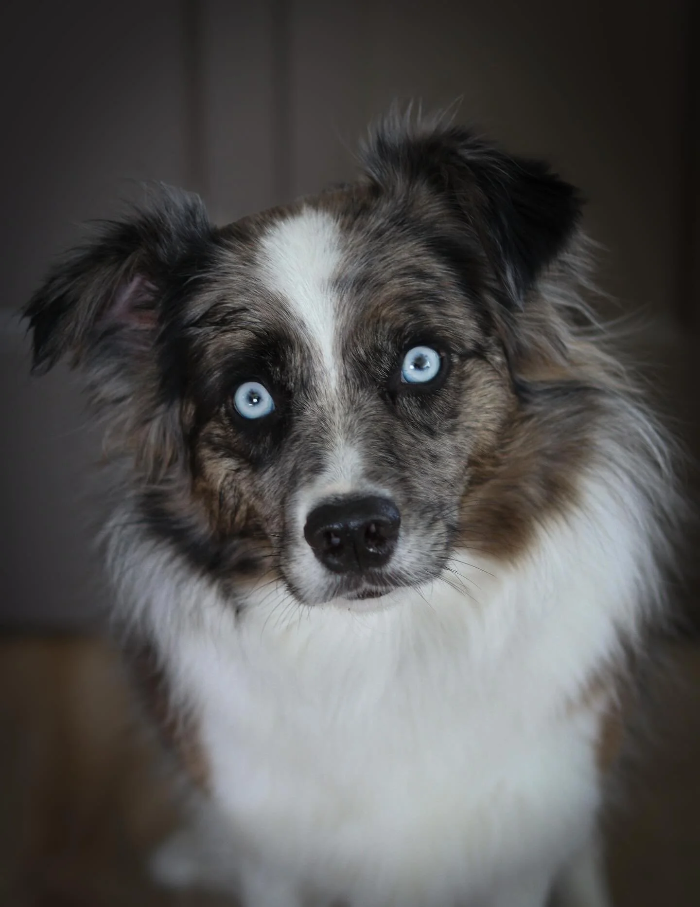 Quest

The little border collie we happened upon with zero regrets. She&rsquo;s an absolute joy with a solid temperament.
I&rsquo;m excited to witness her enter motherhood this spring and summer. 

Impatiently waiting to see what Mother Nature brings
